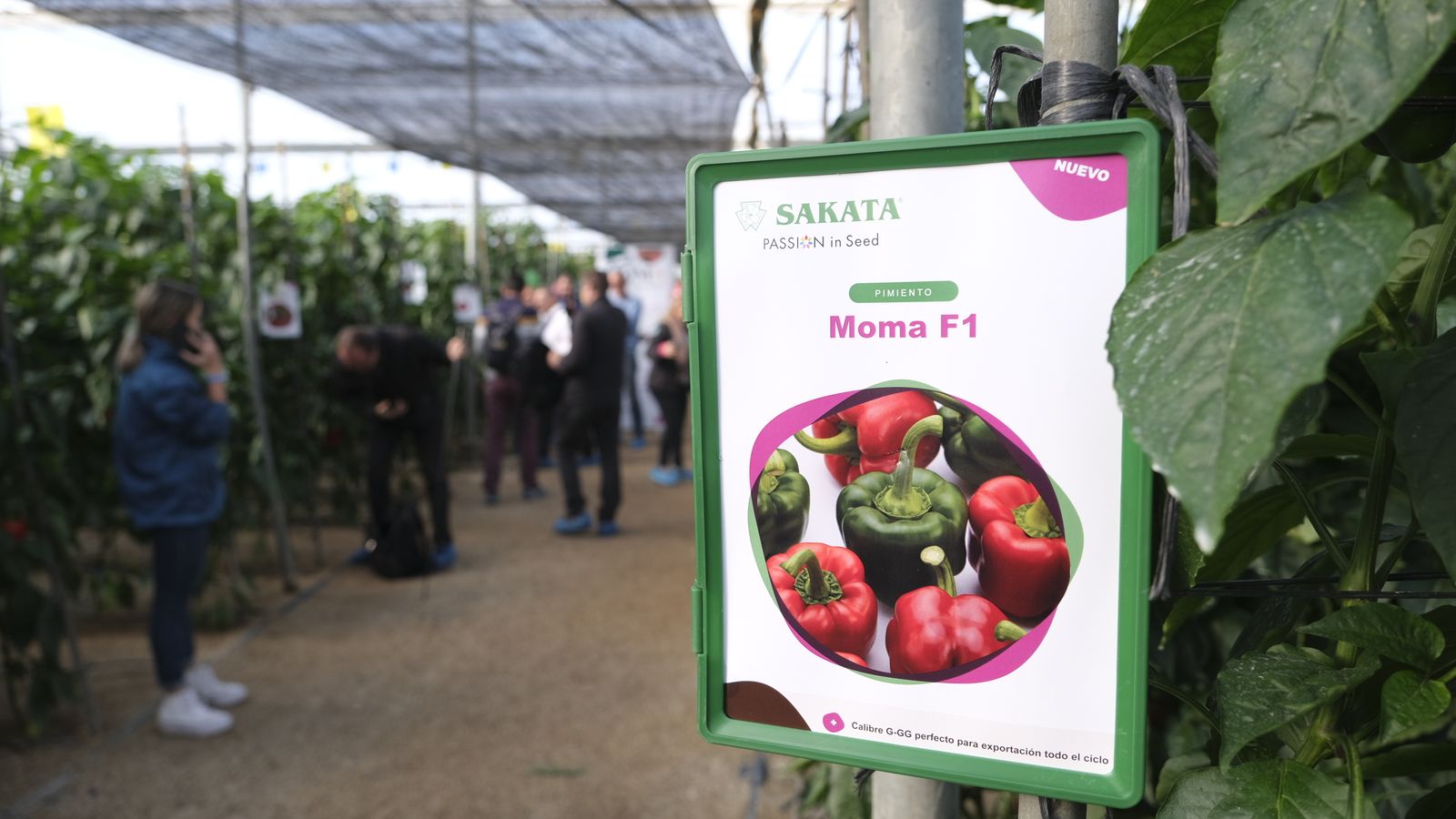 Presentación de Moma.