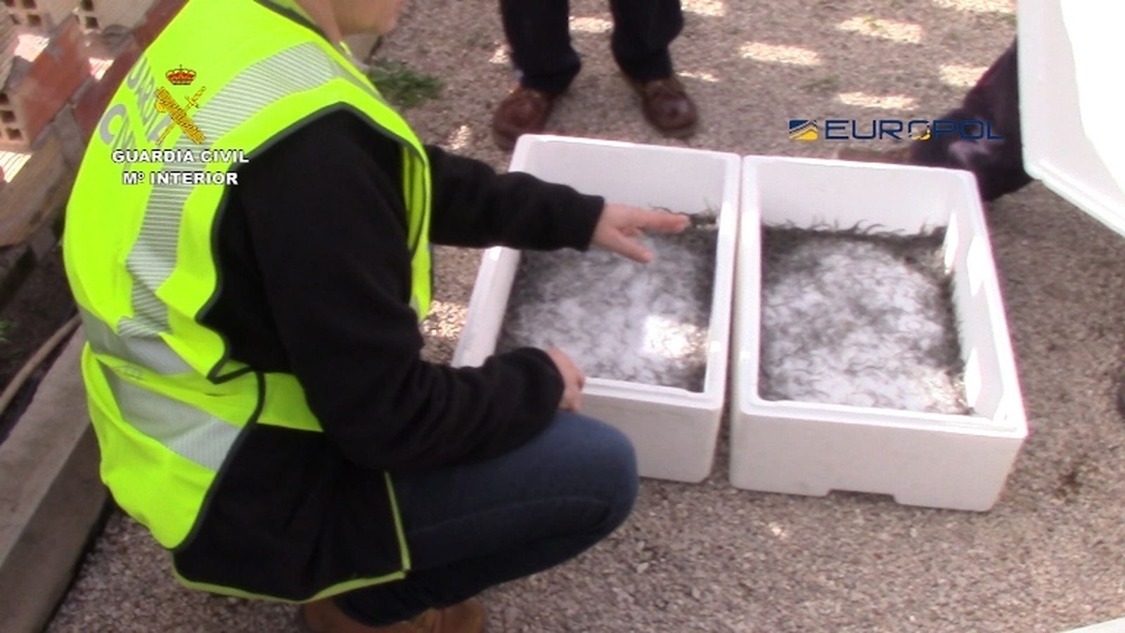 Operación de la Guardia Civil contra el comercio ilegal de angulas.