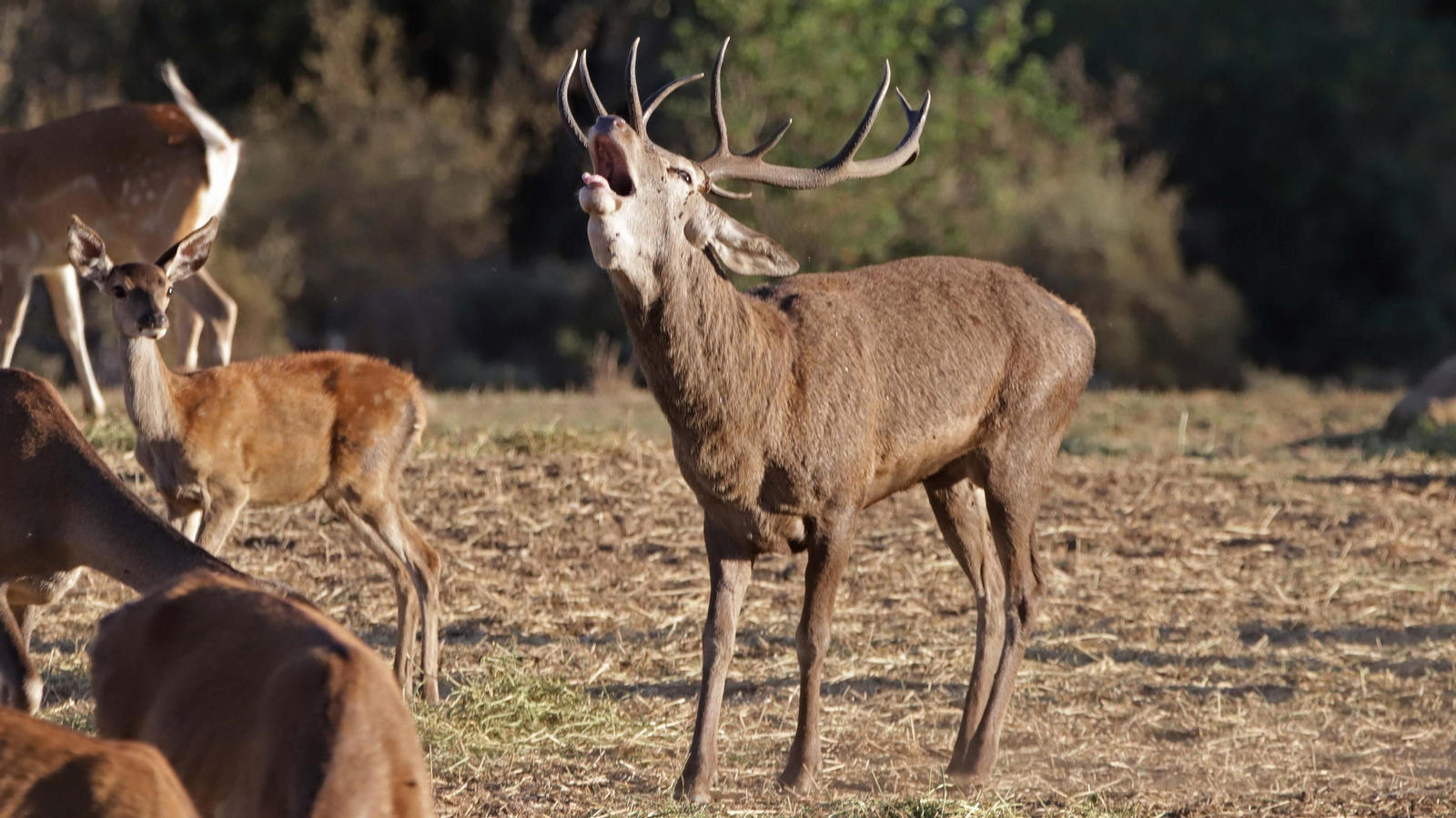 Fotos de la berrea en el Parque Natural de Los Alcornocales