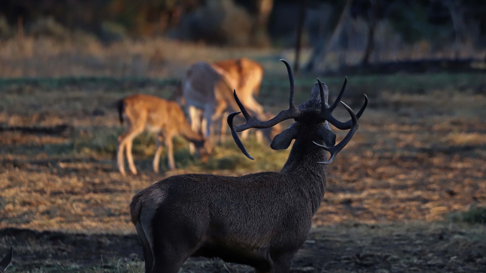 Fotos de la berrea en el Campo de Gibraltar