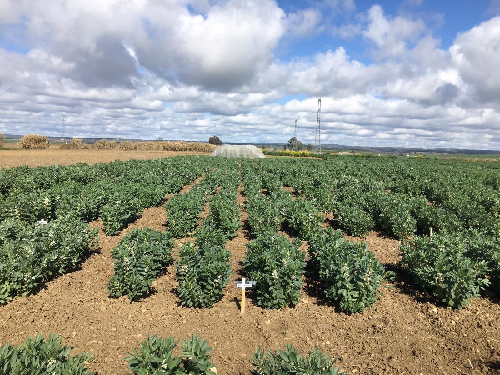 Una plantación de habas.