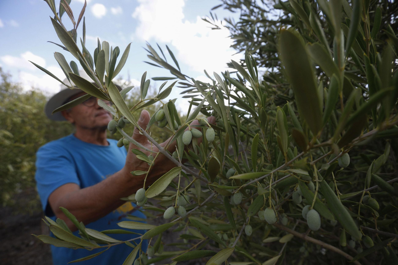 Aceitunas en un olivar listas para recoger