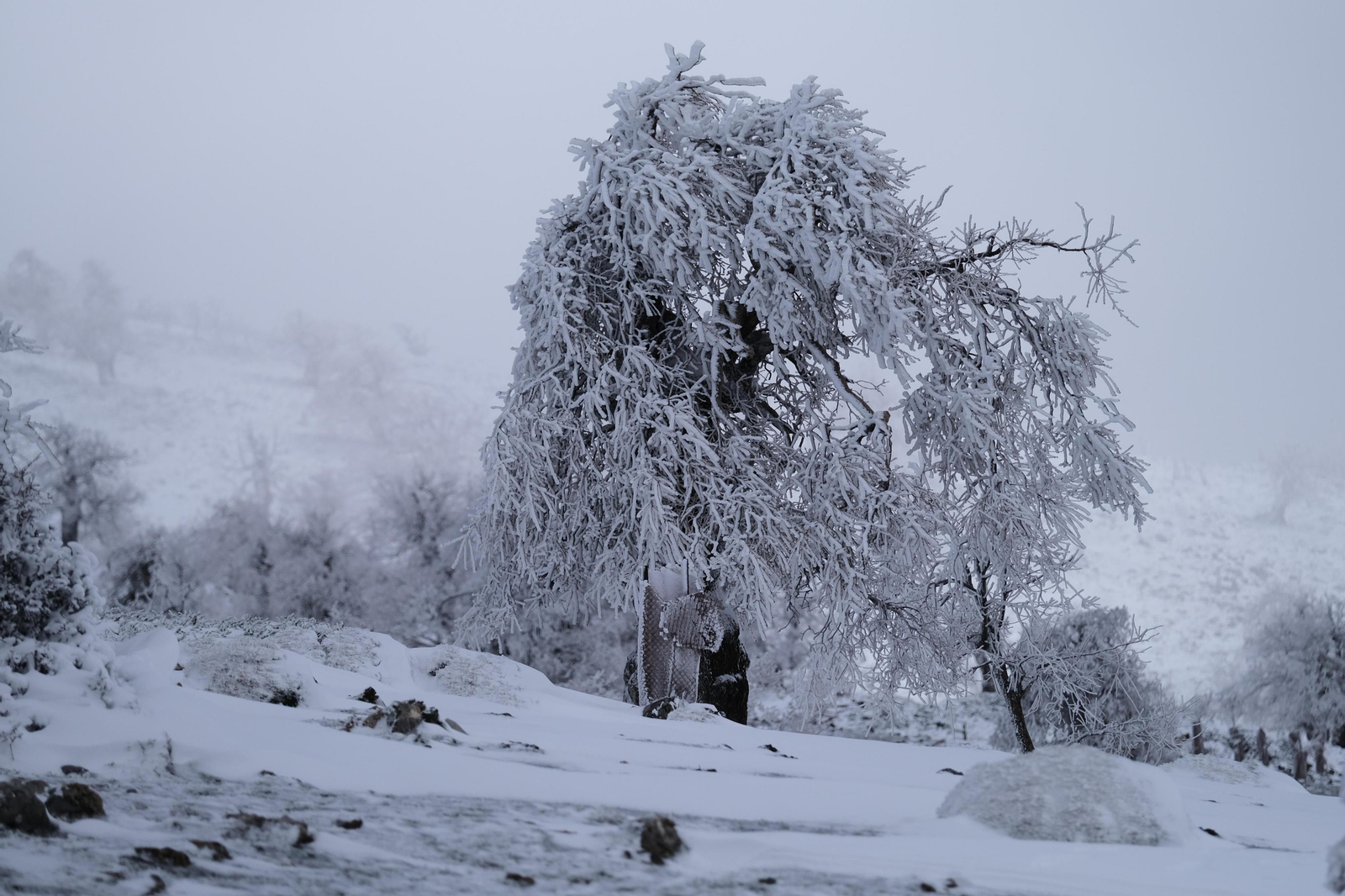 La nevada en la Sierra de las Nieves, en fotos.