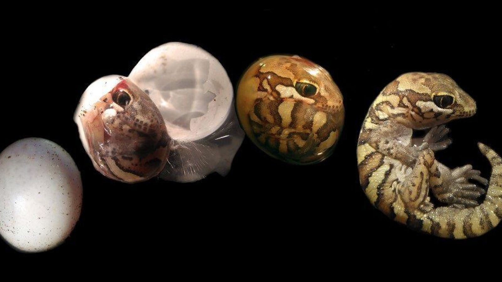 El nacimiento de un gecko