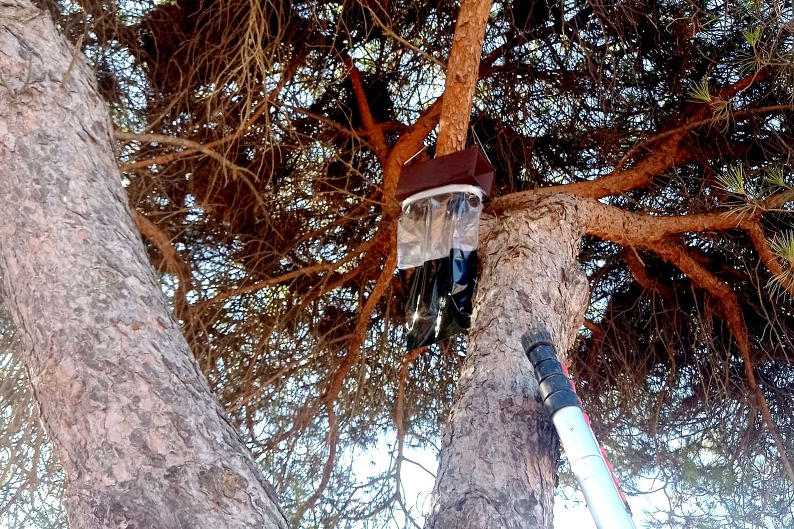 Trabajos en los pinos de Islantilla.