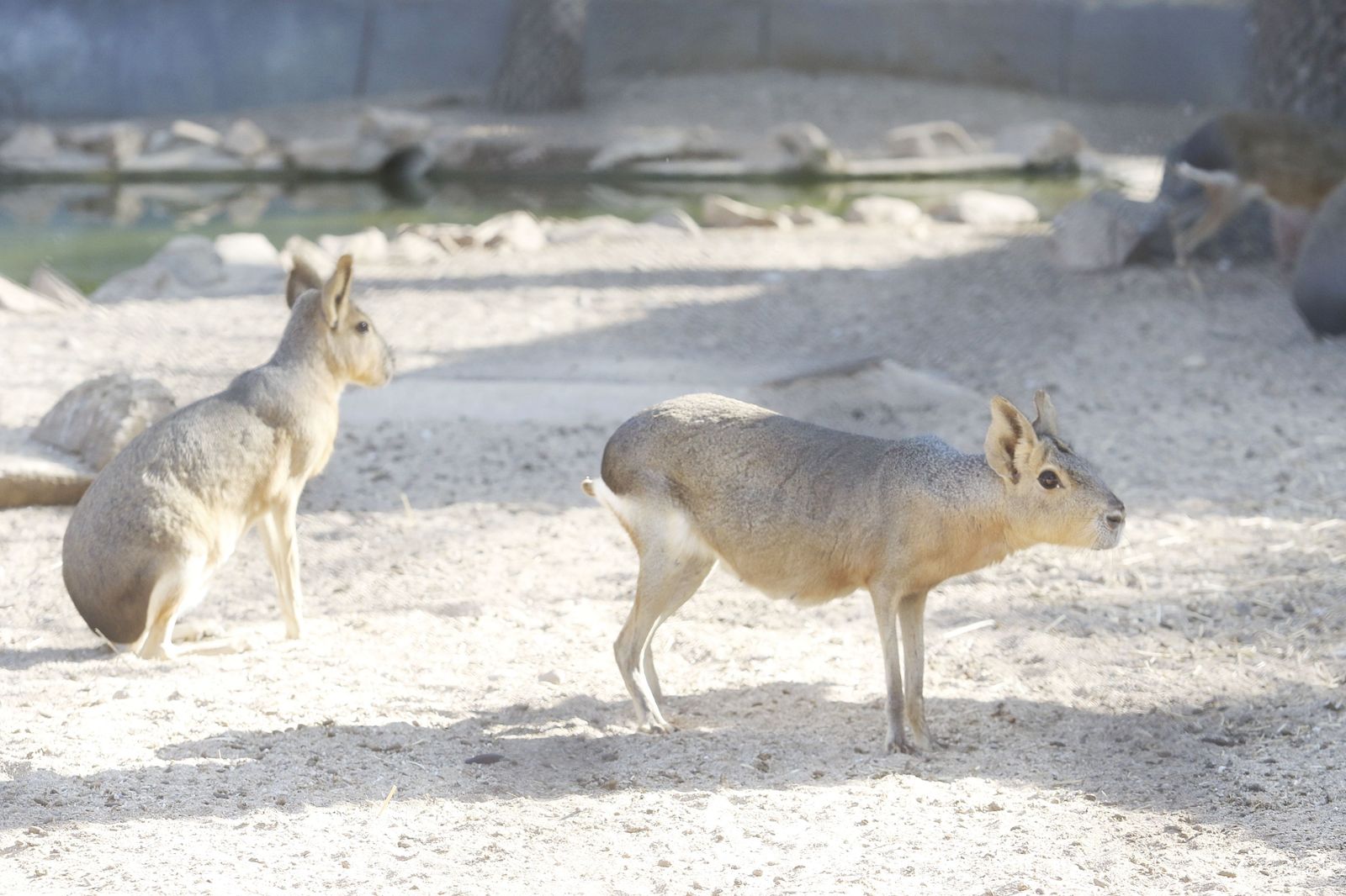 Las fotografías de la reapertura del Zoo de Córdoba tras el coronavirus