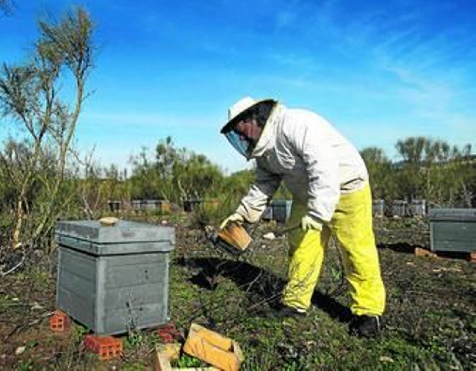 Alfonso Gutiérrez se acerca a una de sus colmenas espolvoreando humo para calmar a las abejas.
