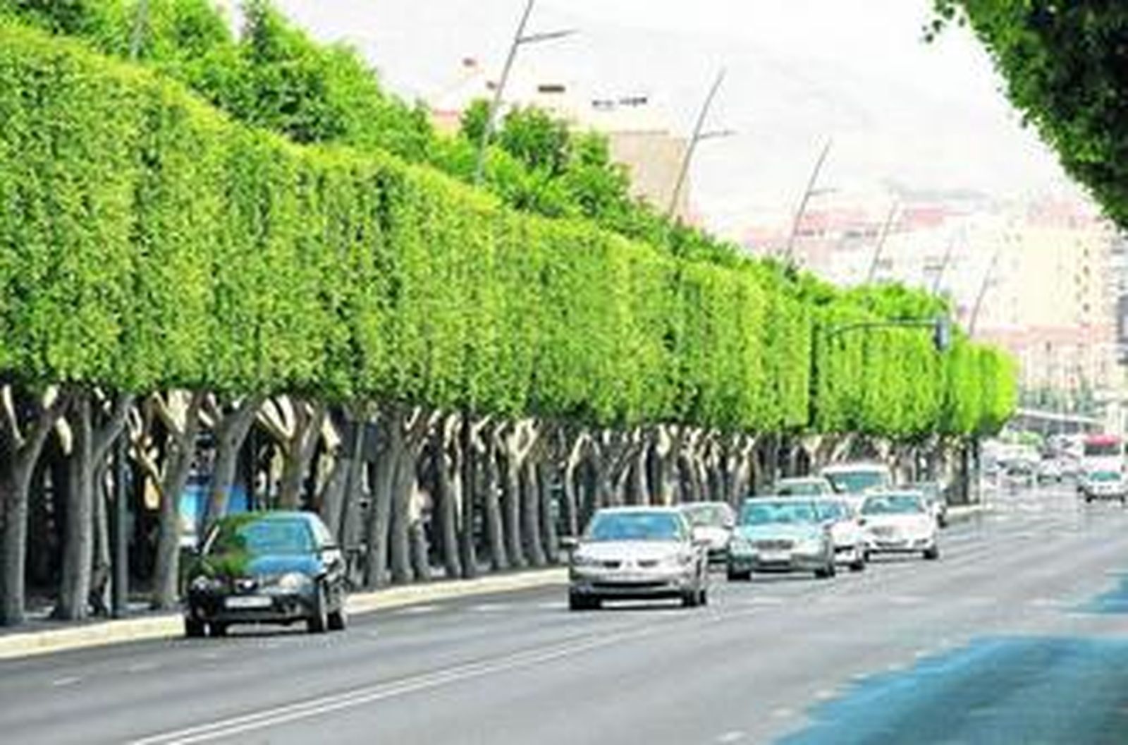 Plataforma para la poda de palmeras.