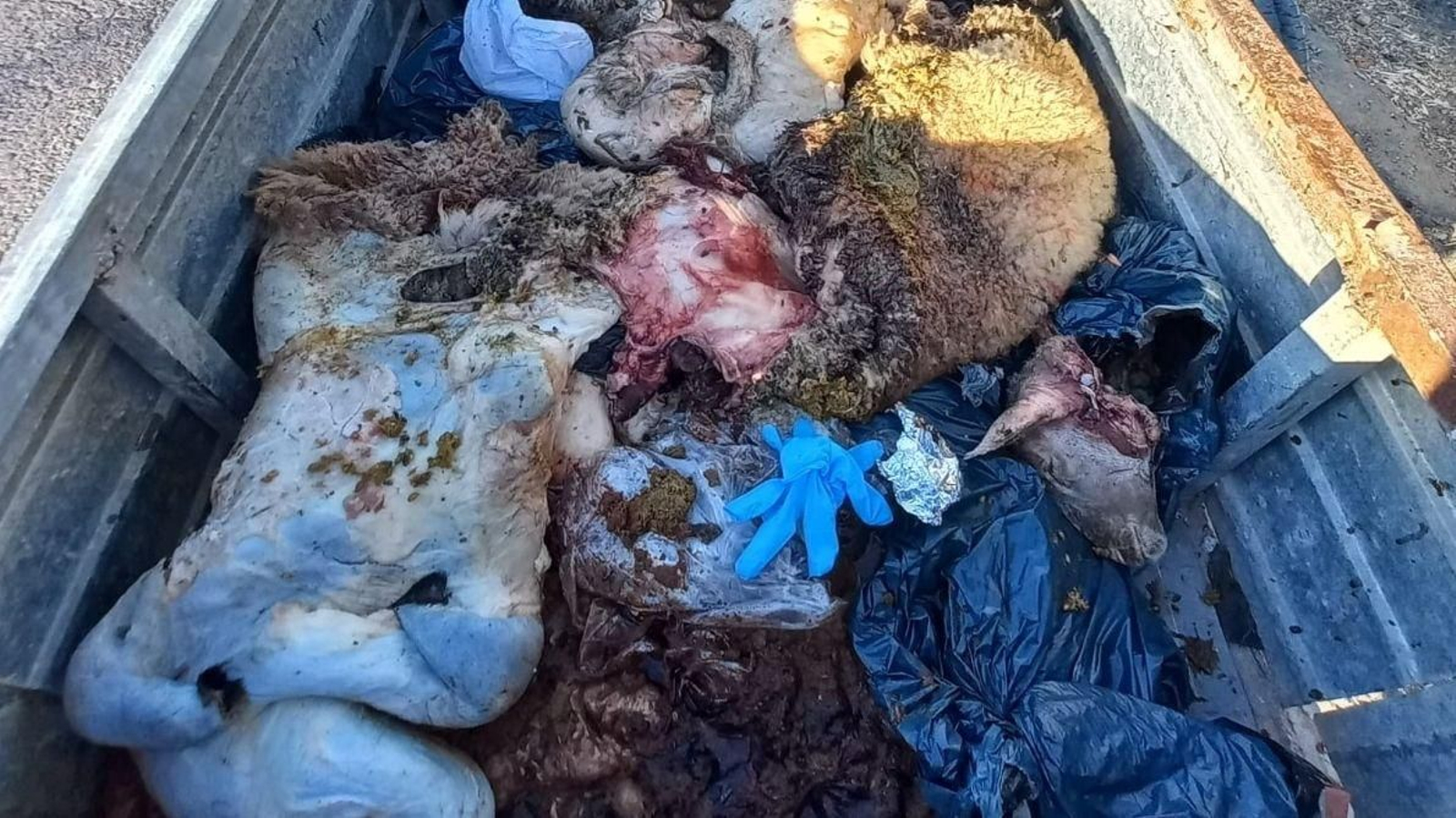 Un remolque con una docena de corderos en el polígono industrial Cortijo Real.