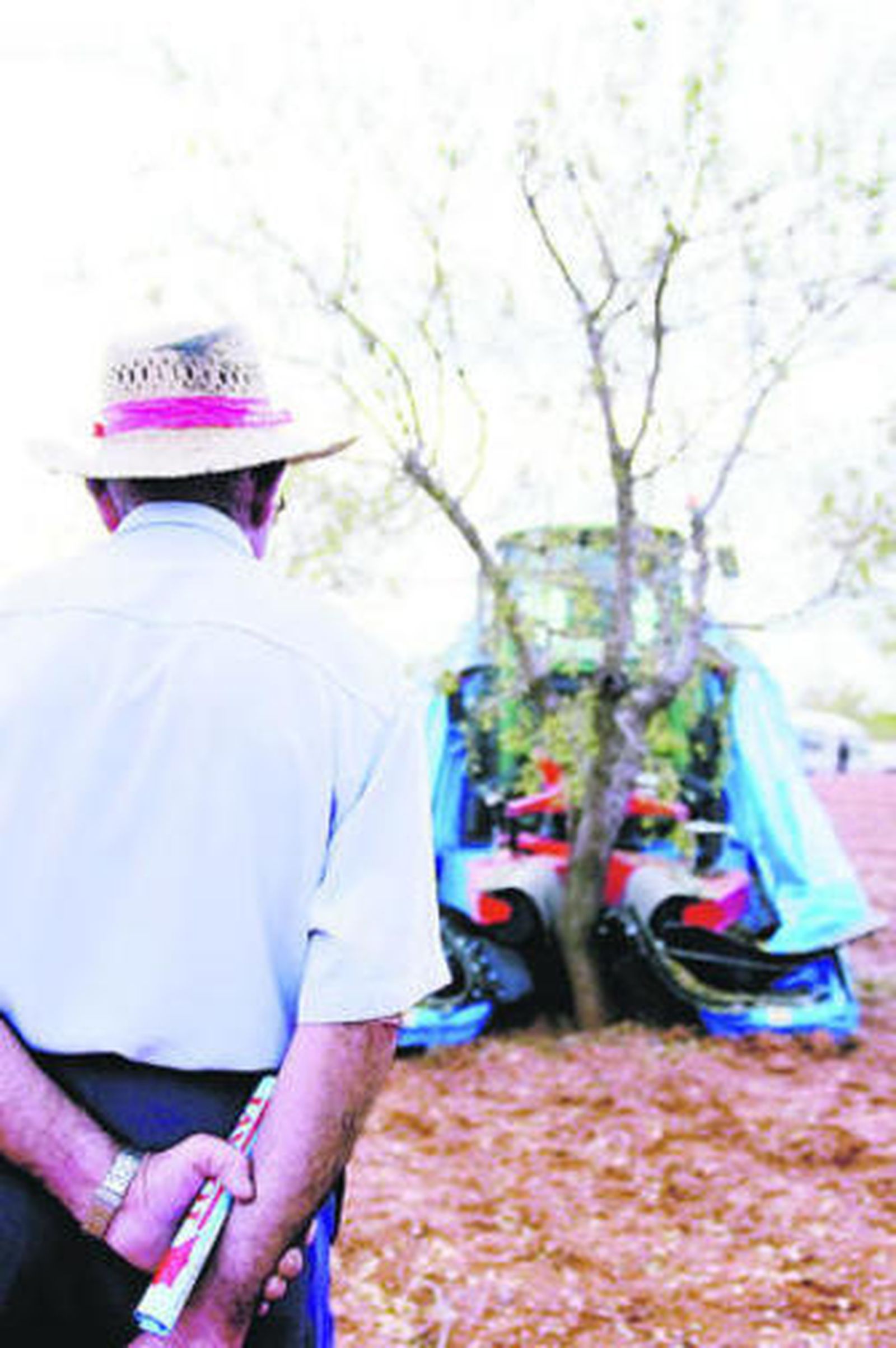 La maquinaria permite 'varear' el árbol sin esfuerzo.