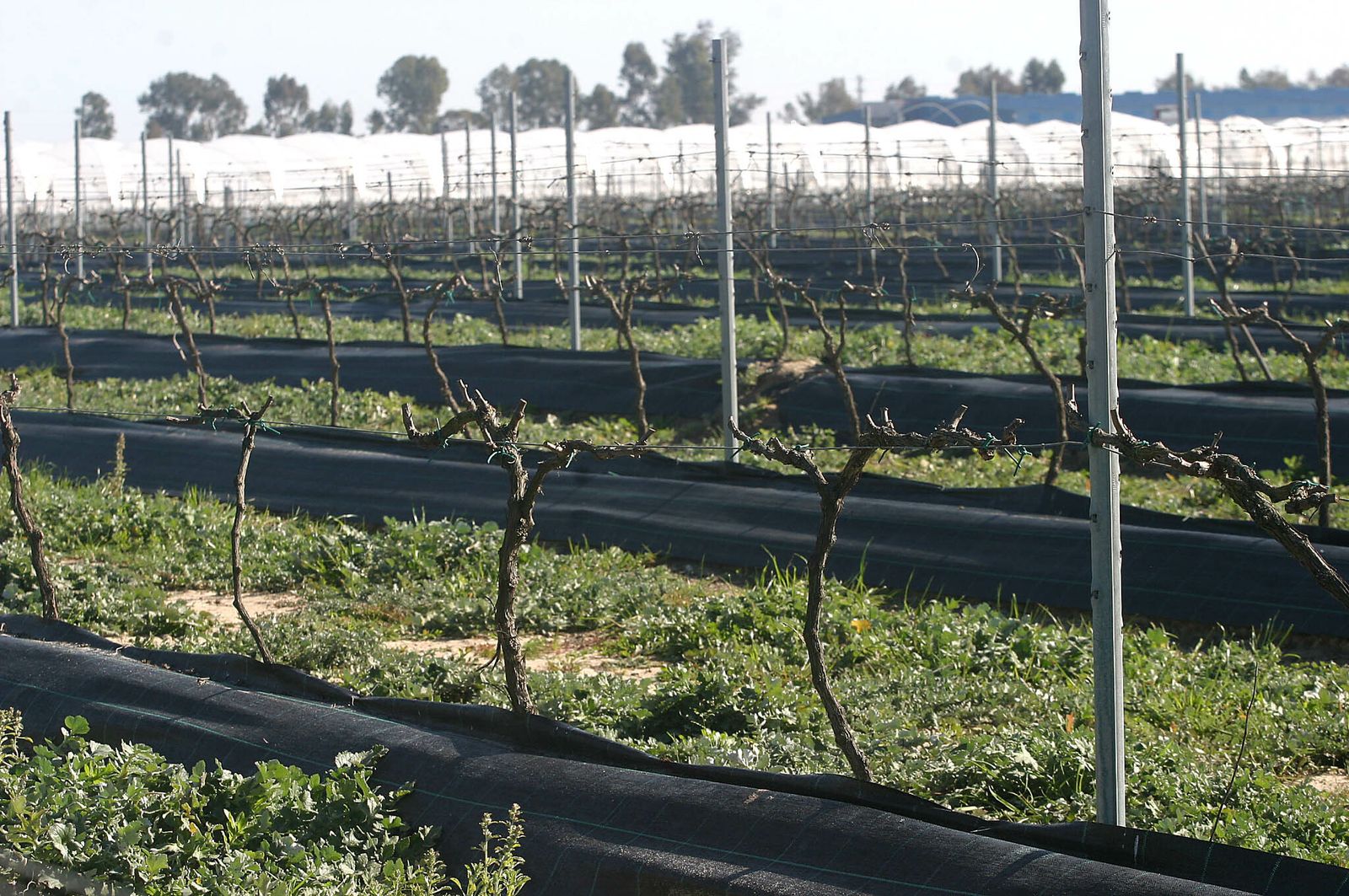 Explotación agrícola de Bionest en Almonte.