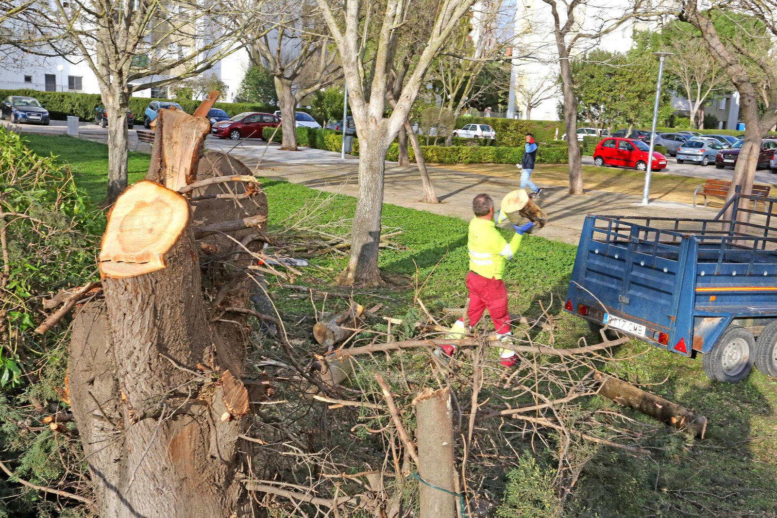 Árboles talados ayer en la avenida de Nazaret.