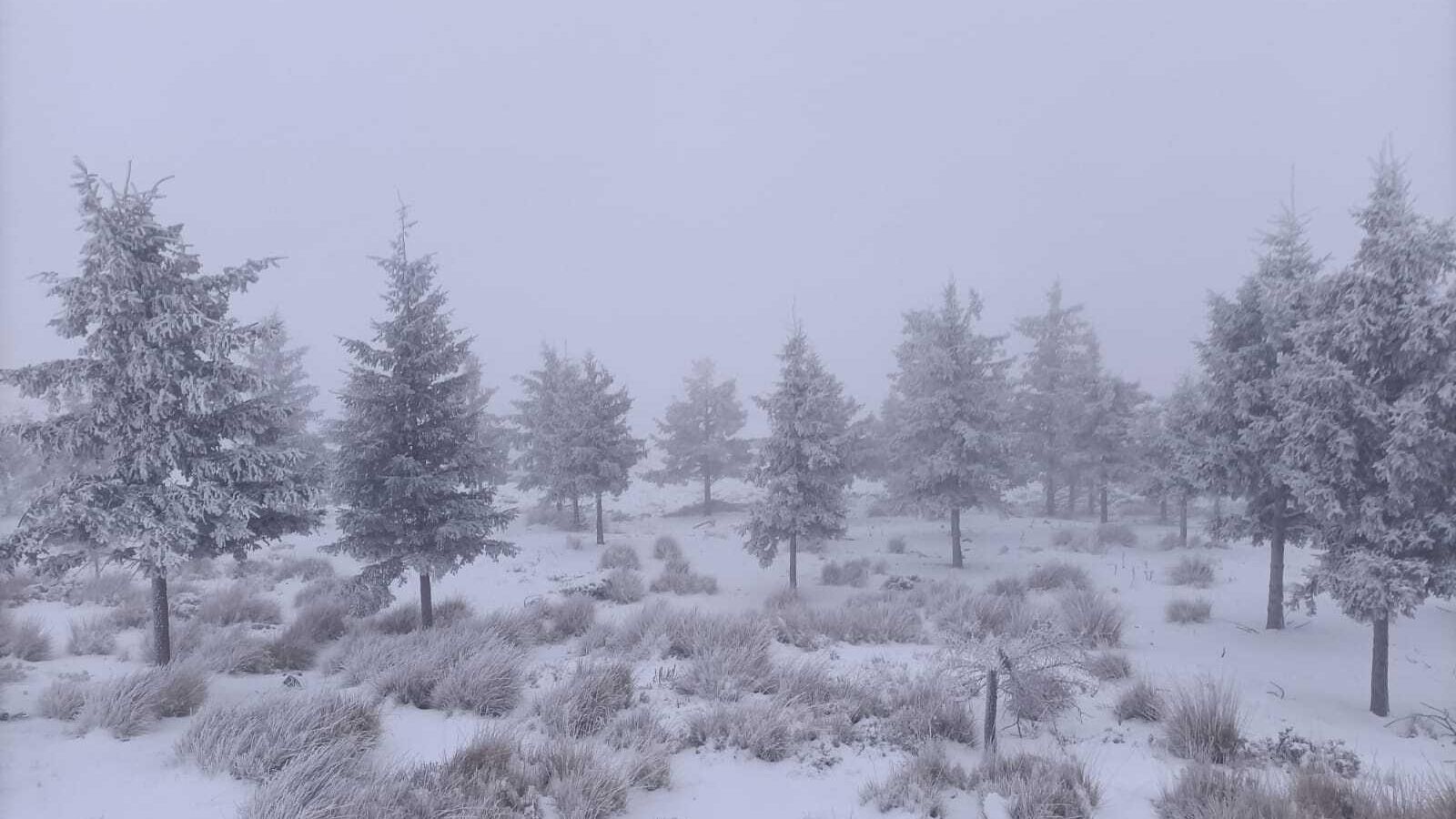 Pinar de la Sierra de Los Filabres en la zona de Calar Alto