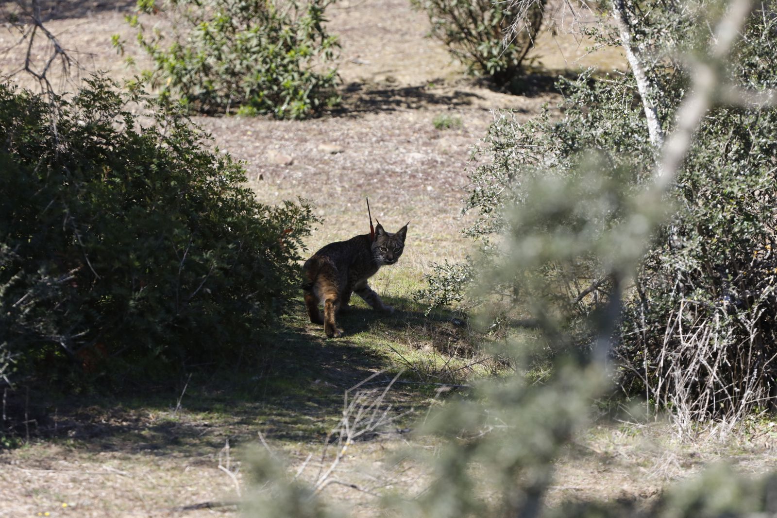 La suelta de la lincesa Salema en el Guadalmellato de Córdoba, en fotografías.