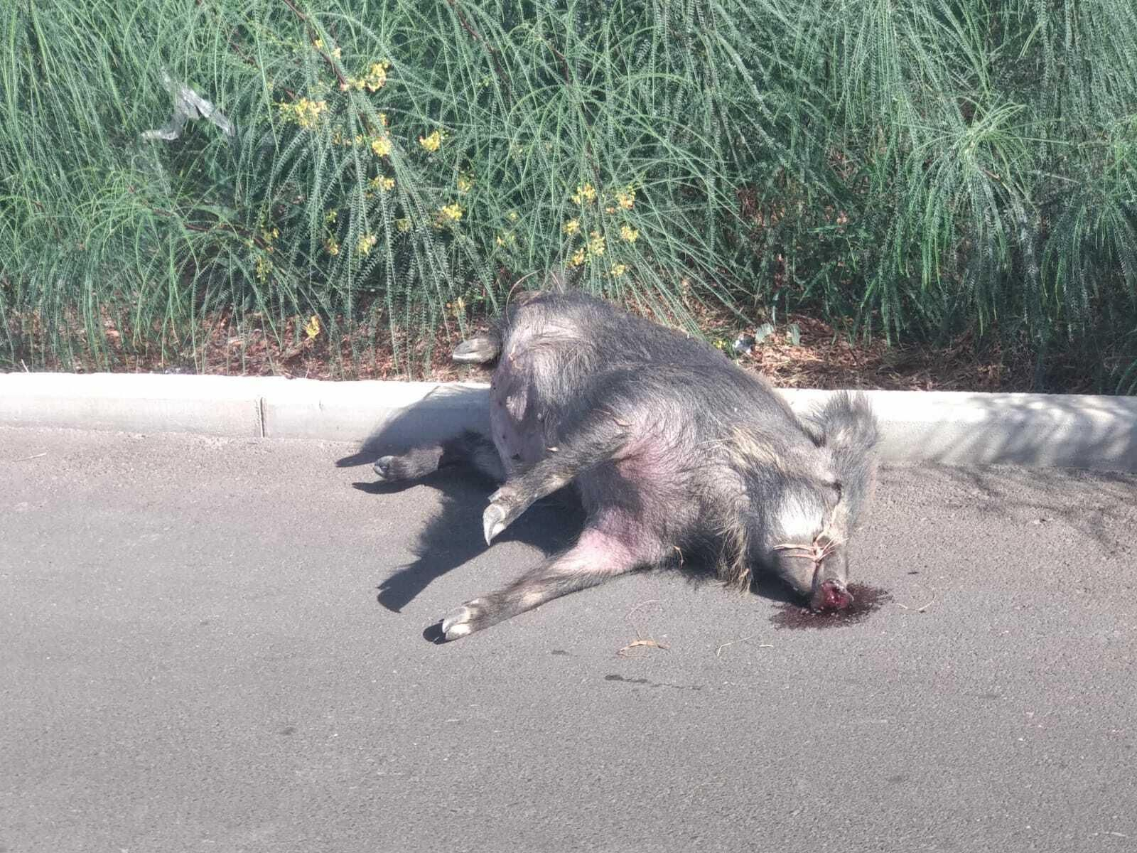 La foto del jabalí sin vida.