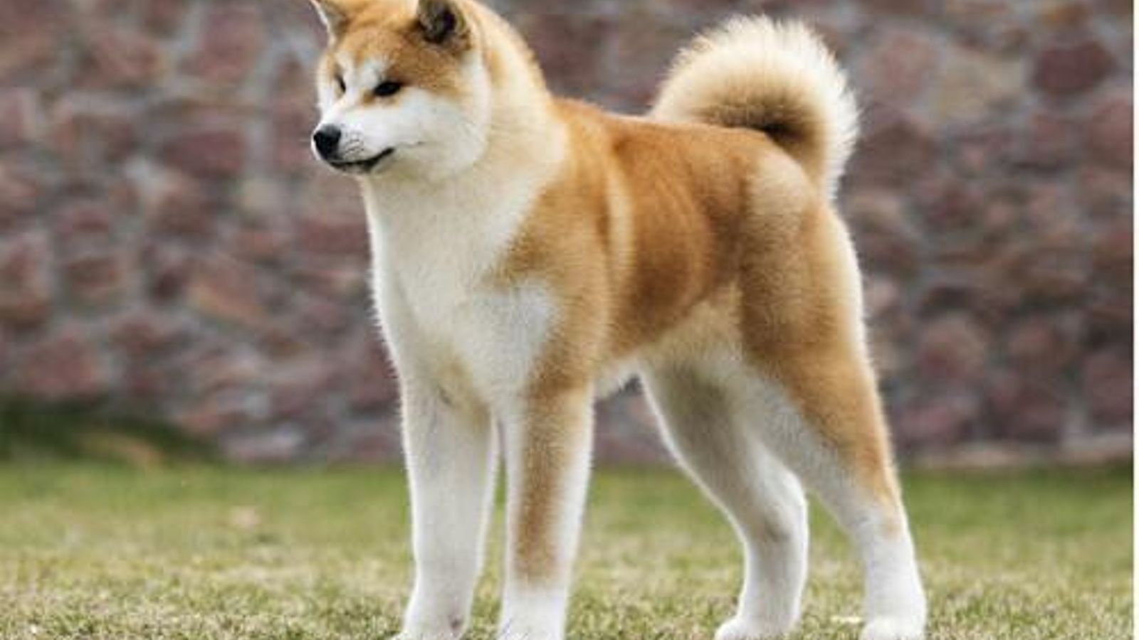 Akita Inu
