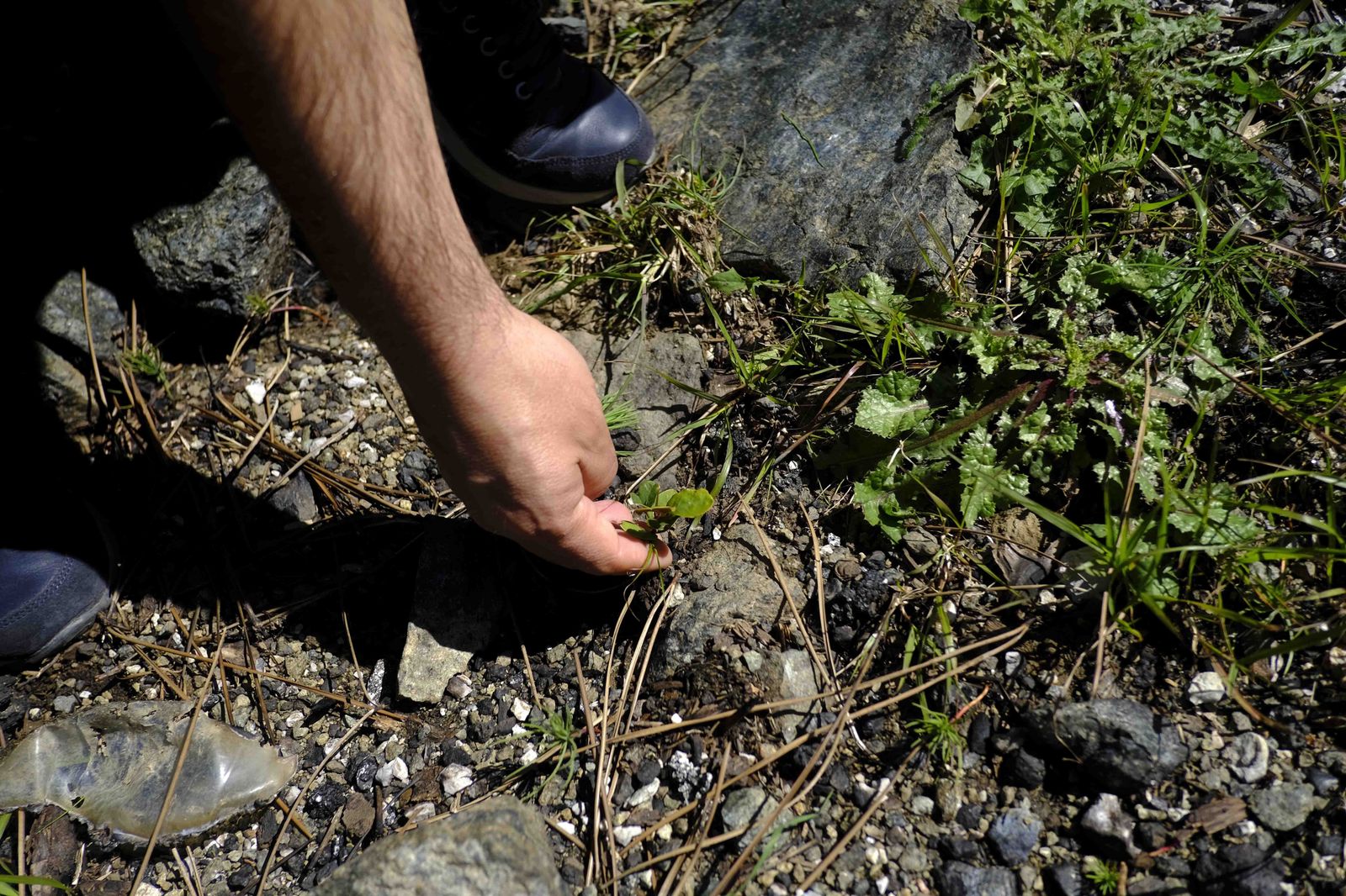 Así se recupera Sierra Bermeja tras el incendio (fotos)