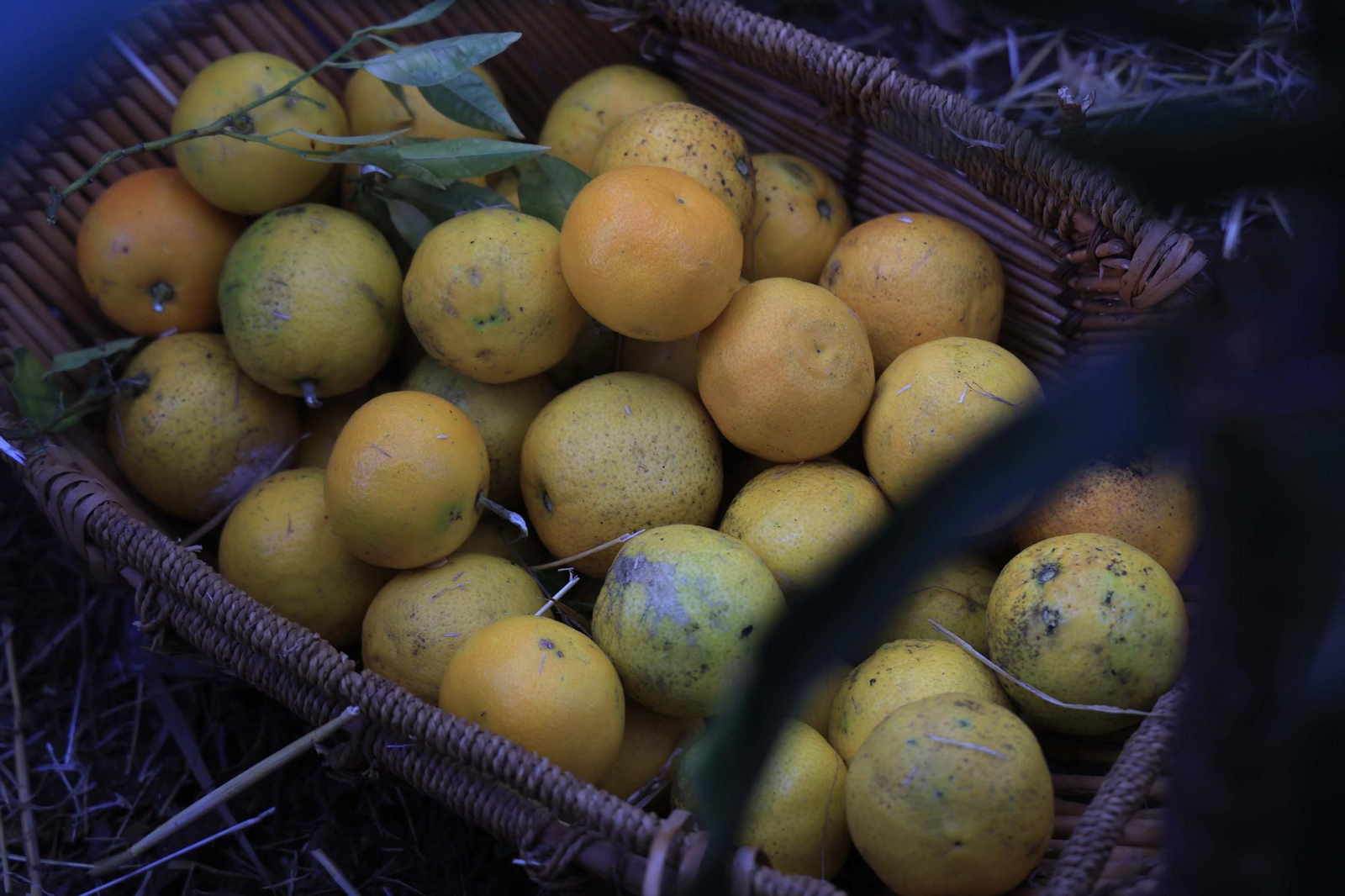 Las fotos de la inauguración del Belén Viviente de Pelayo en Algeciras