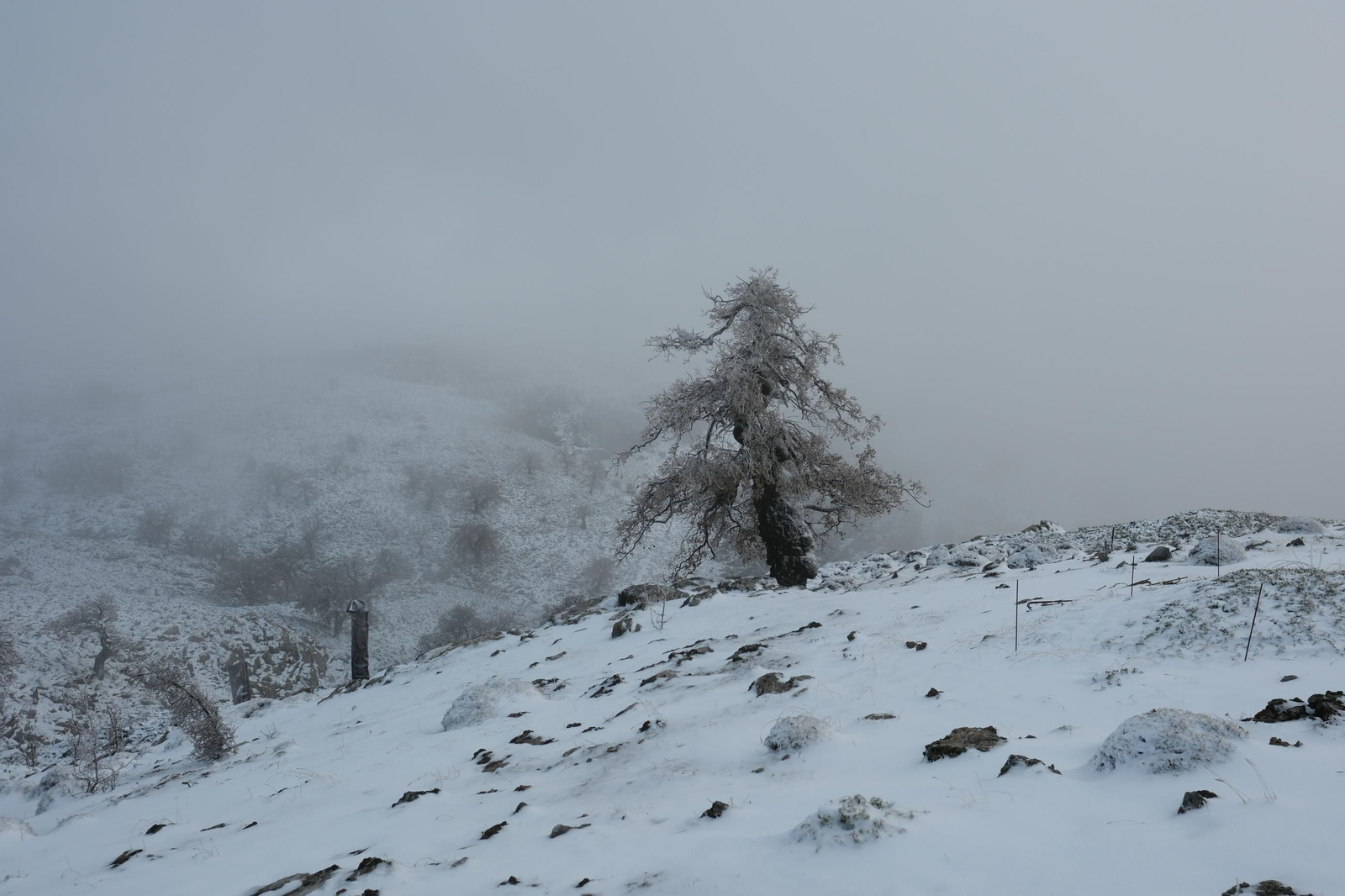 Estampa invernal en al Parque Nacional Sierra de las Nieves, en imágenes