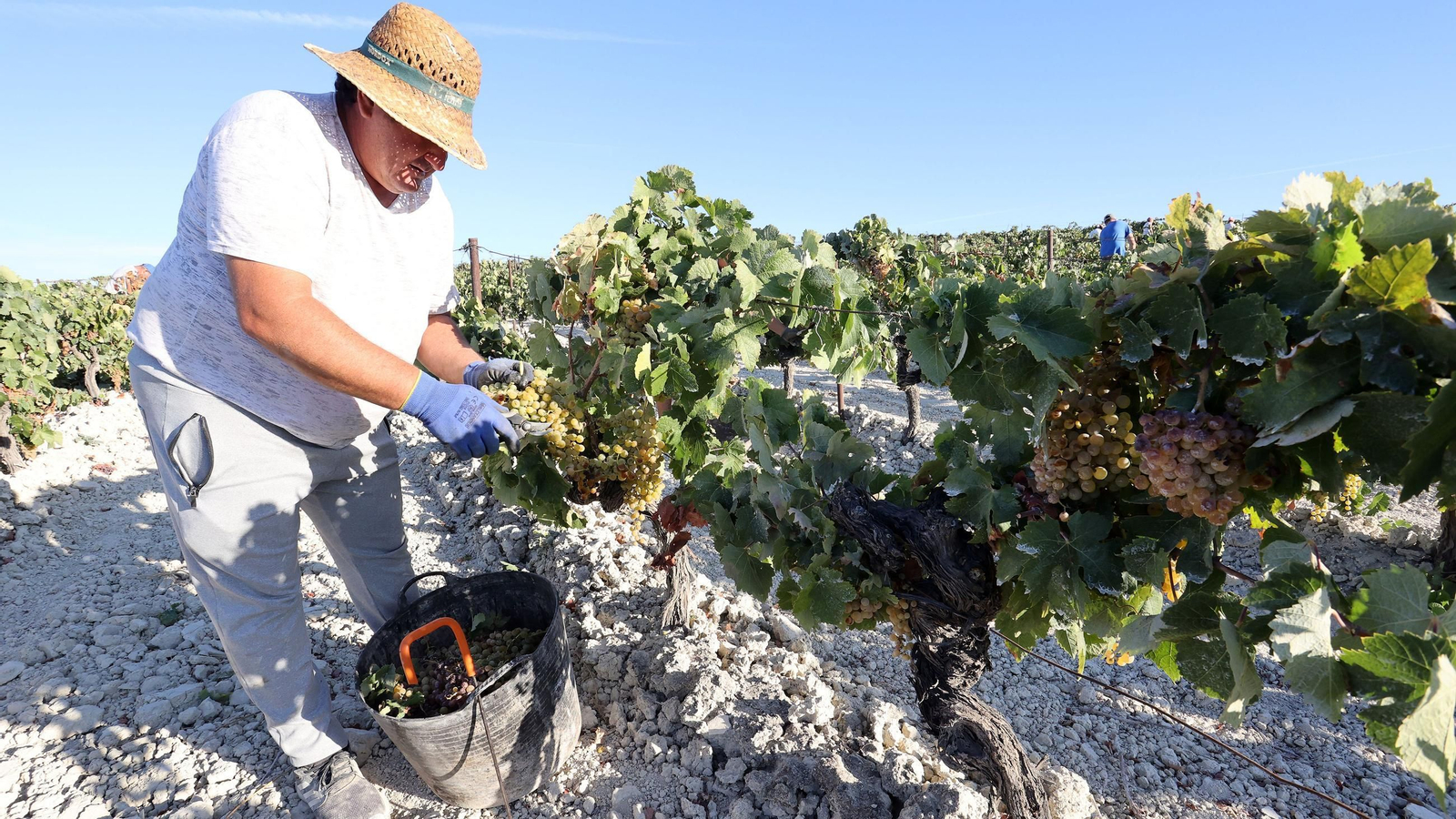 Vendimia a mano en la Viña El Caribe en Jerez