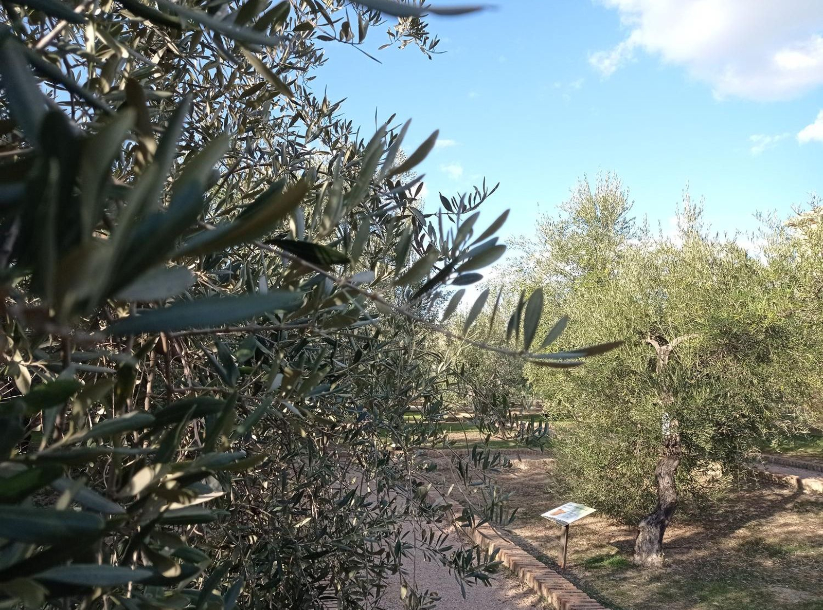 En el jardín de variedades podrás conocer más de treinta tipos de olivar y aceitunas.