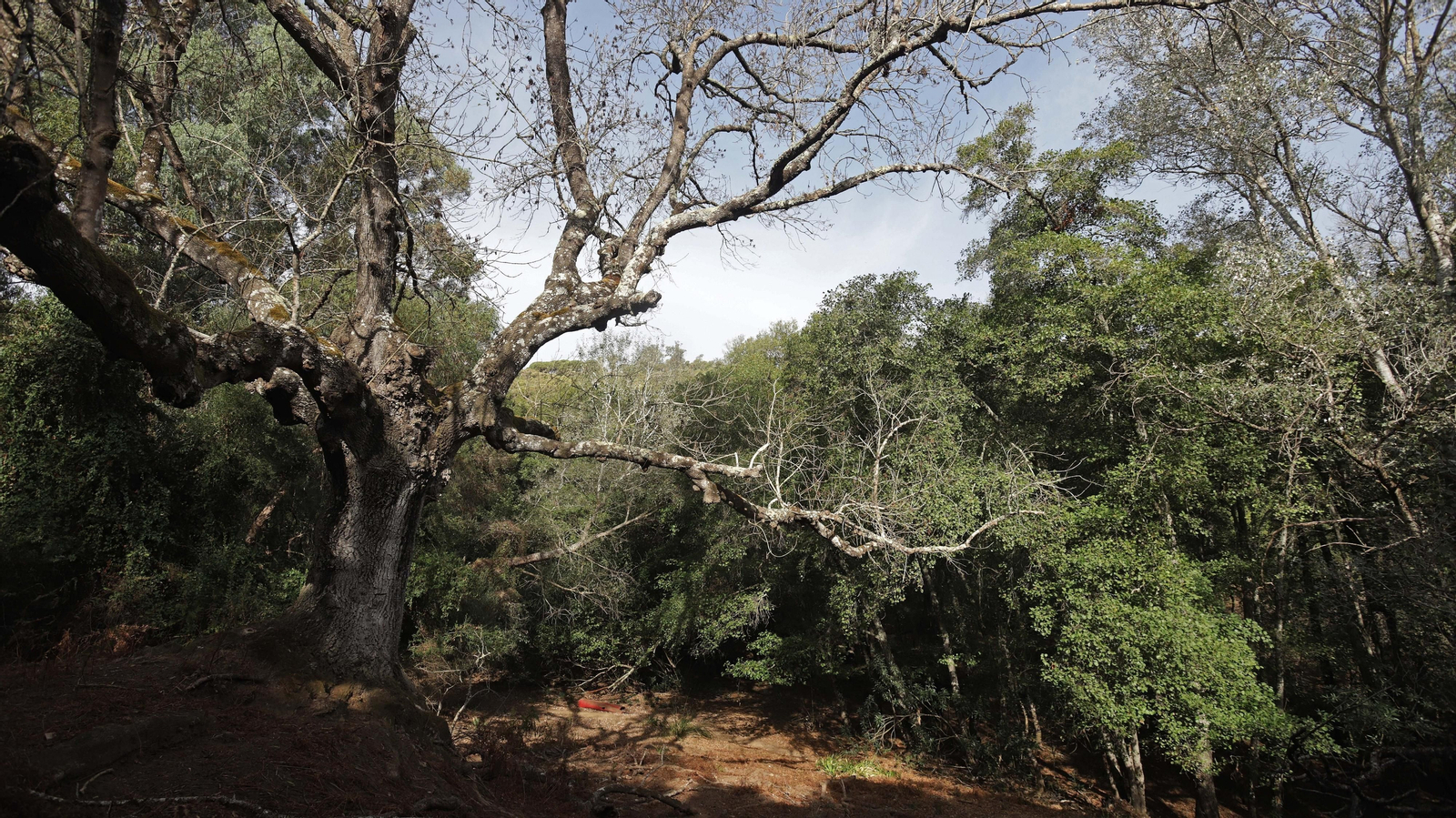 Fotos del sendero de la mariposa monarca en Castellar