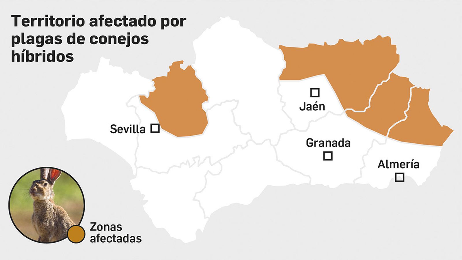 Mapa de Andalucía con los territorios afectados por plagas de conejos híbridos. Fuente: COAG.