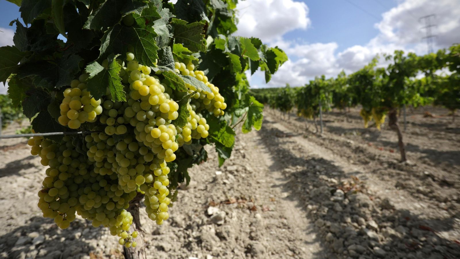 La uva alcanza un buen tamaño a poco más de un mes para el inicio de la vendimia.