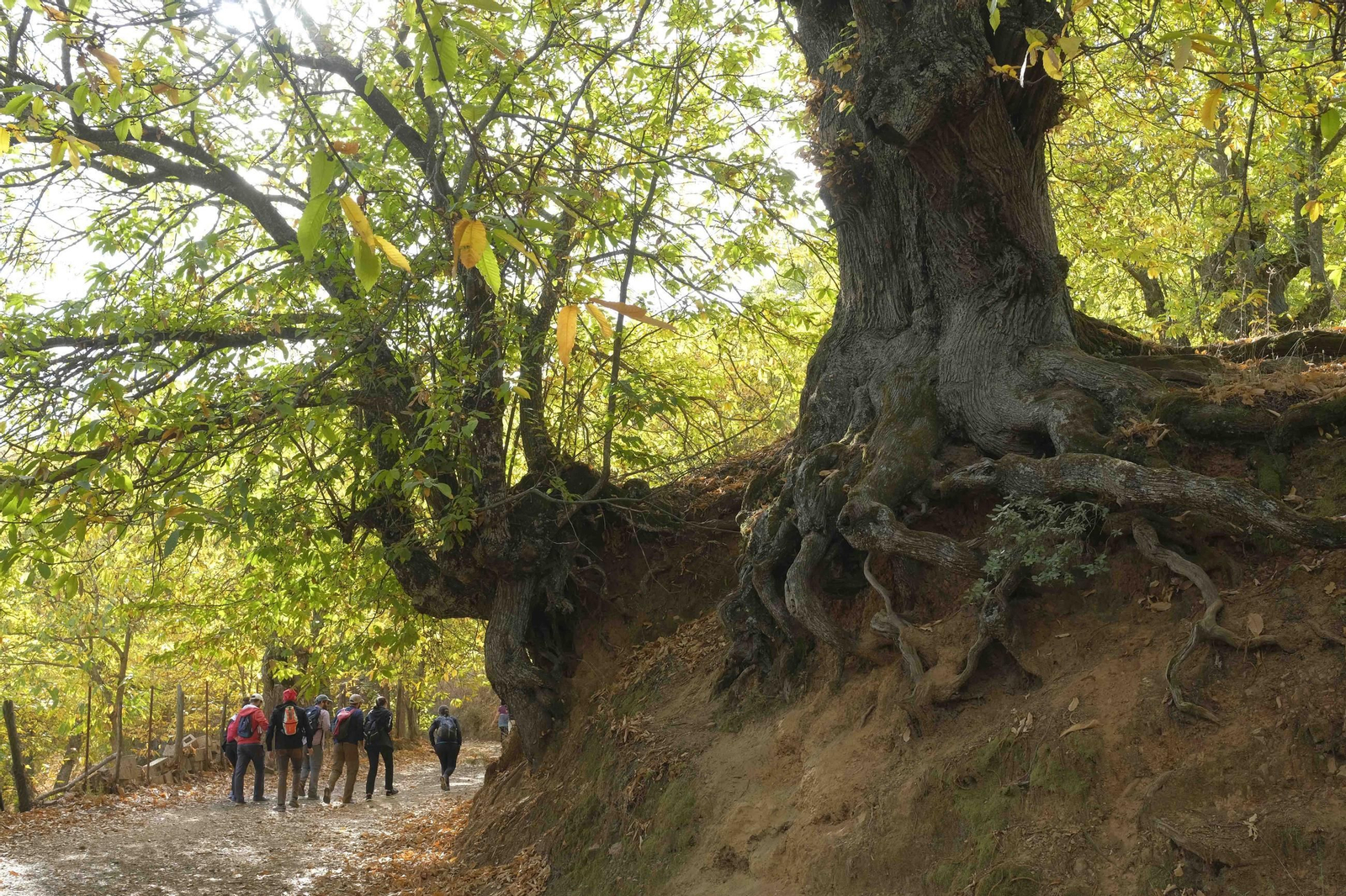 Una ruta a través del Bosque de Cobre.