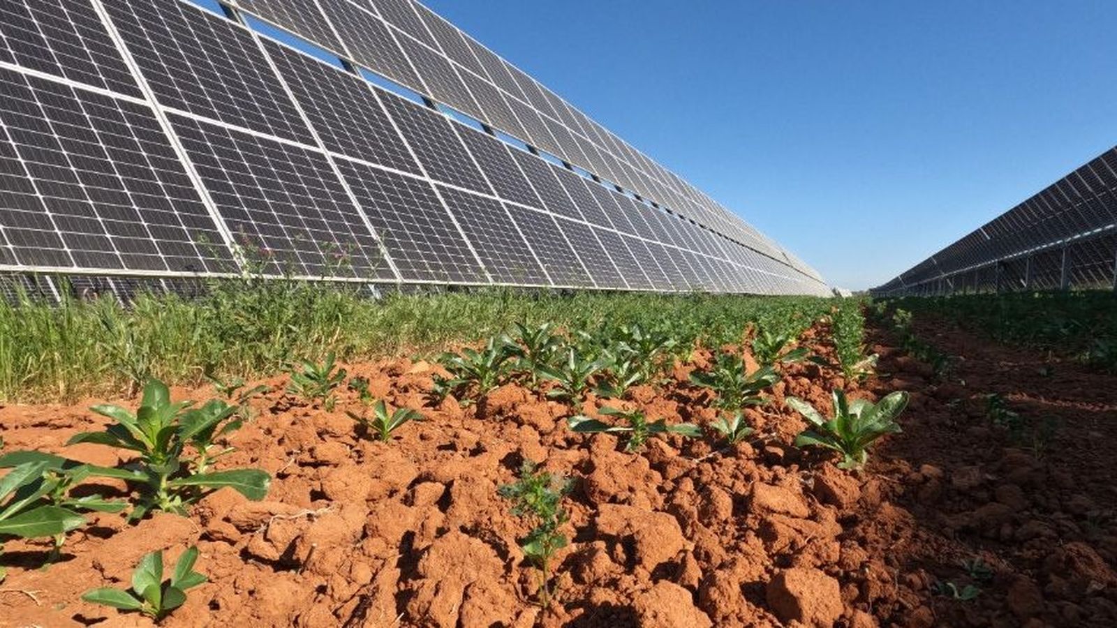 Cultivos agrícolas en una de la plantas fotovoltaicas de Endesa en Carmona.