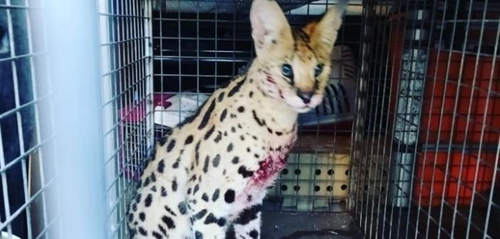 Encuentran un serval herido