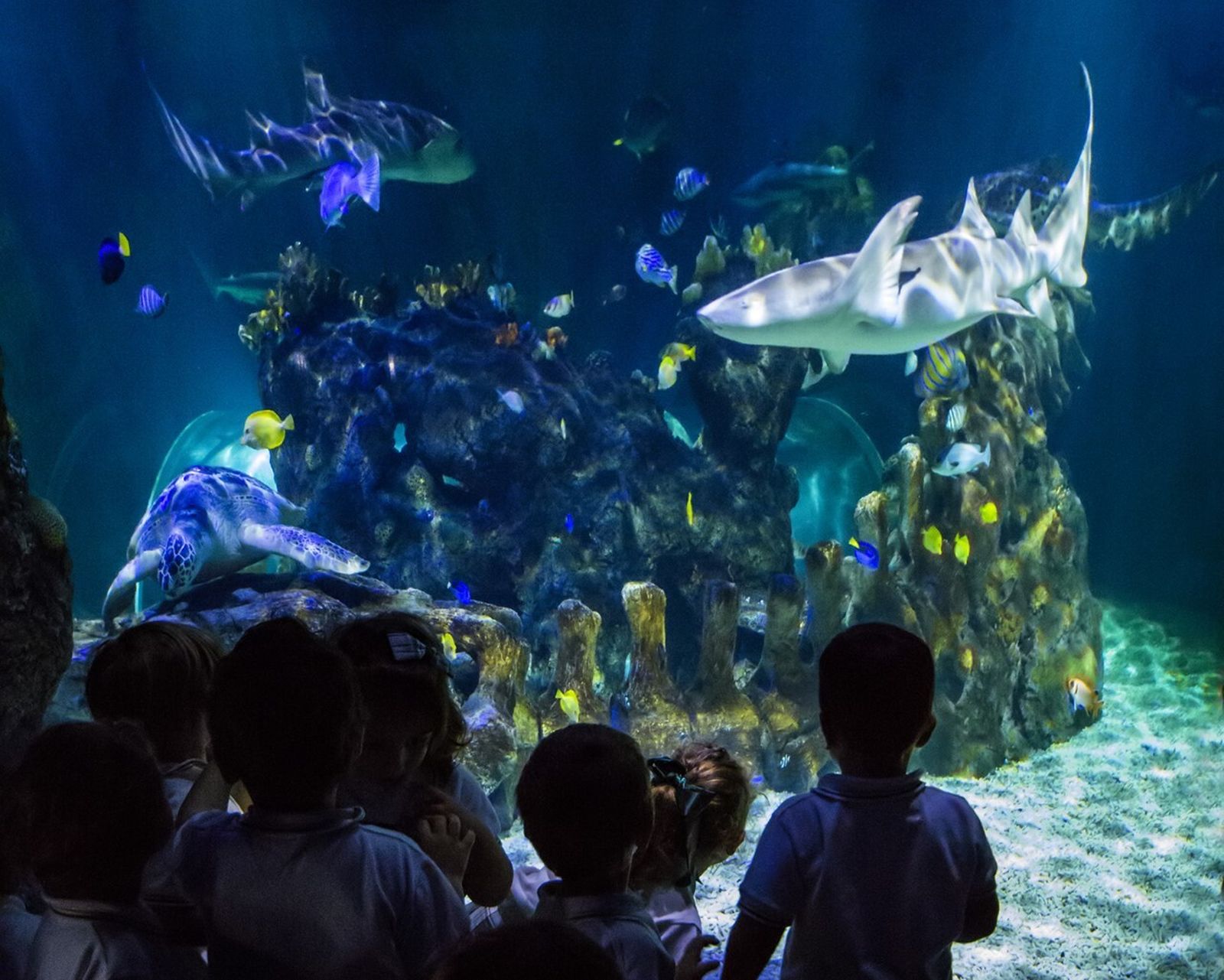 Una de las imágenes de Sea Life Benalmádena