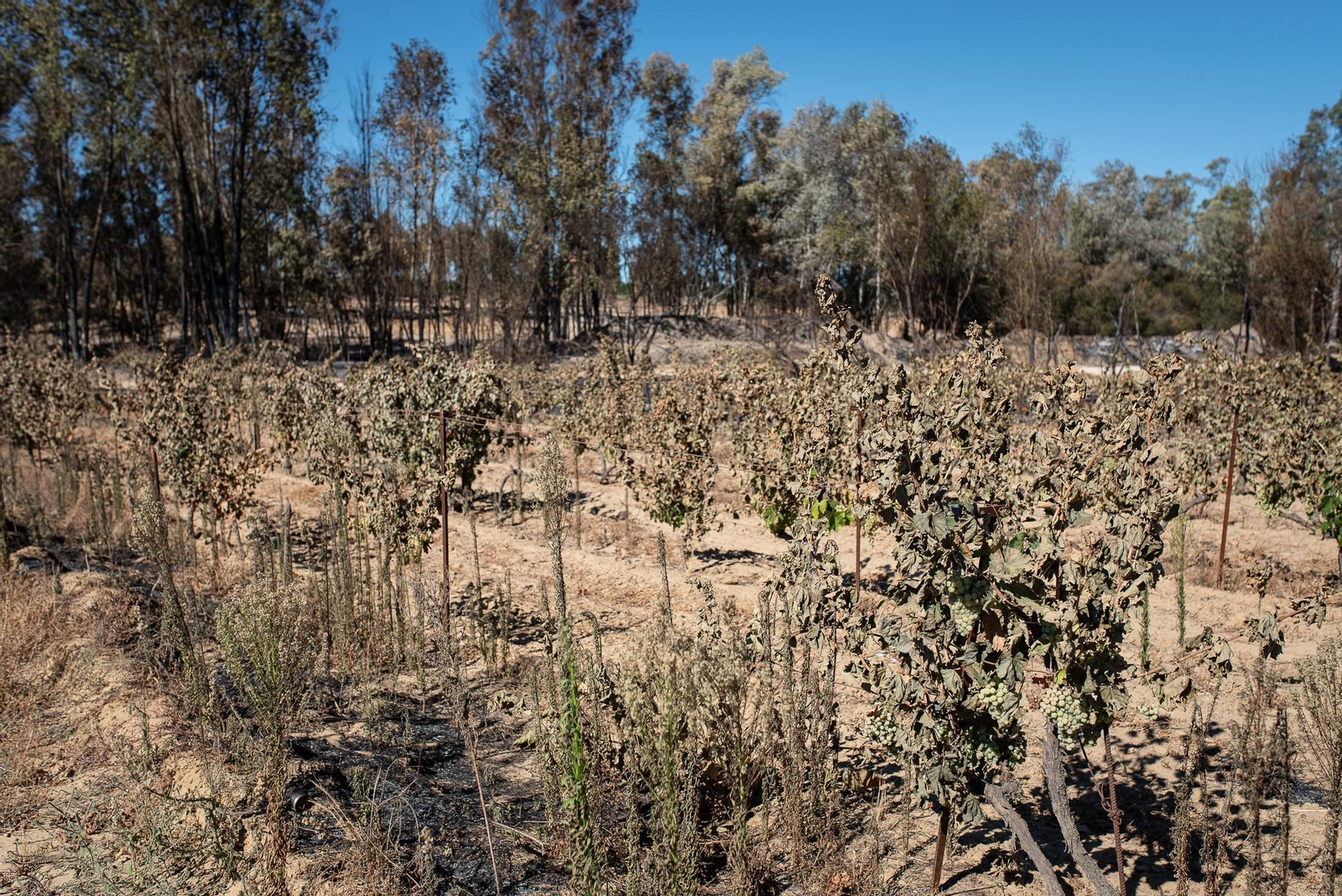 El rastro del incendio de Almonte en imágenes