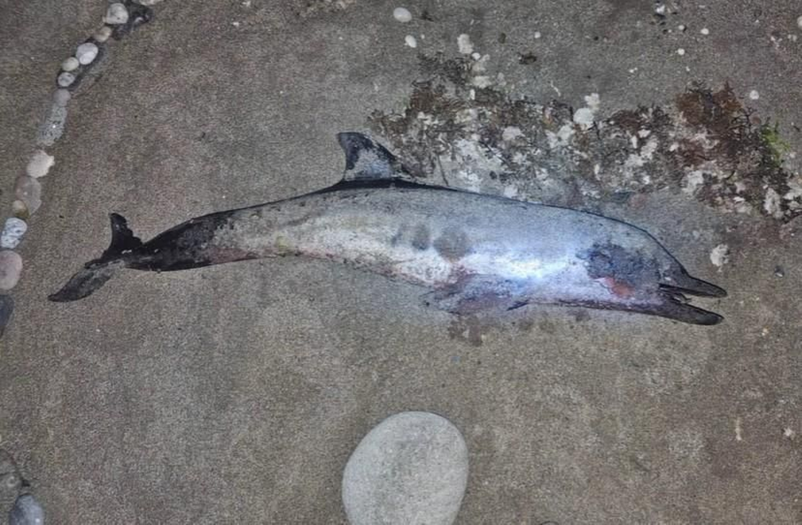 Cría de delfín muerta en la playa de Mojácar.
