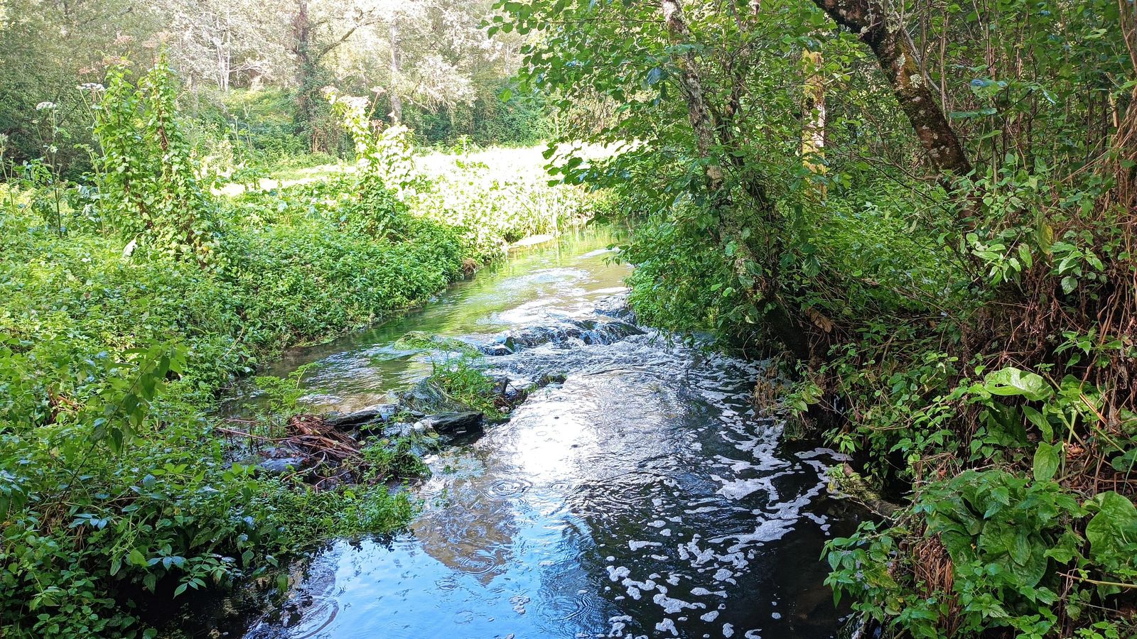 Justo ante de A Laxe pasamos otro bello bosque.