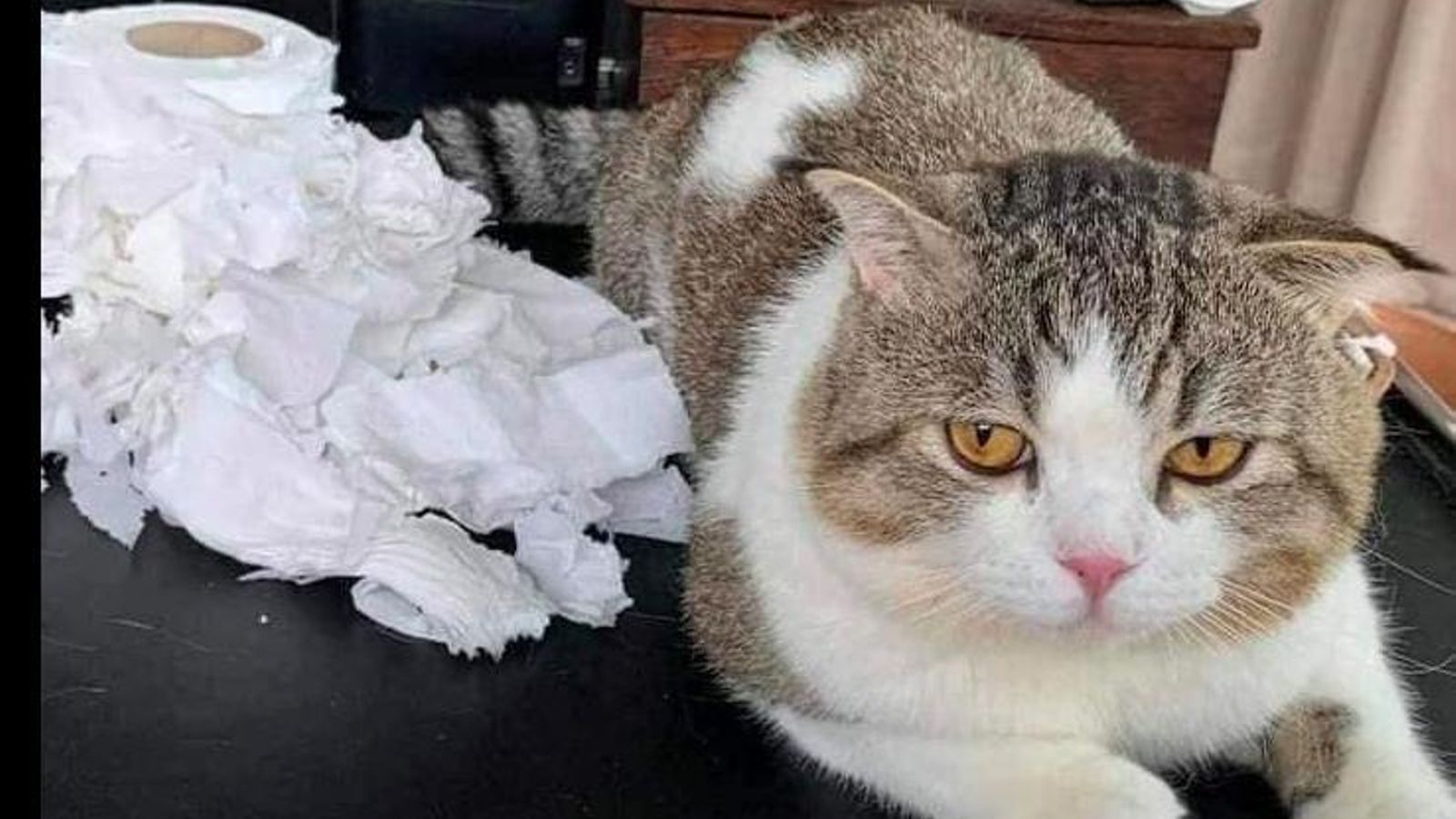 El gato con el papel higiénico