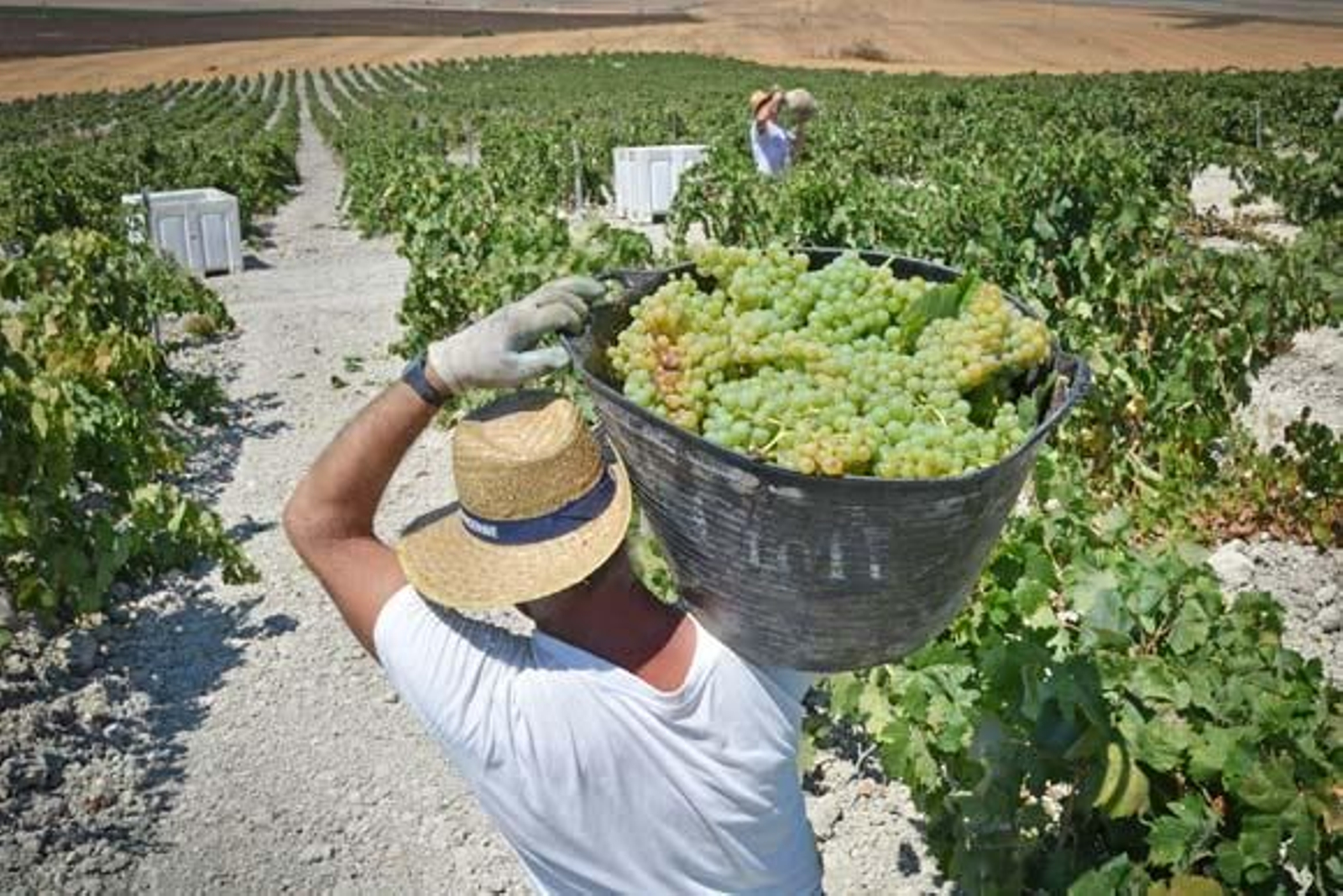 Comienza la vendimia en Jerez con peores previsiones que la campaña 2013 Comienza la vendimia en Jerez con peores previsiones que la campaña 2013