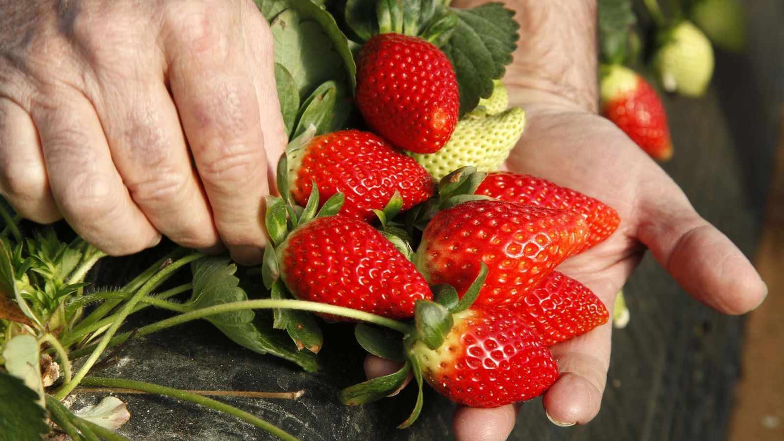Una operaria recoge las fresas para su comercialización.