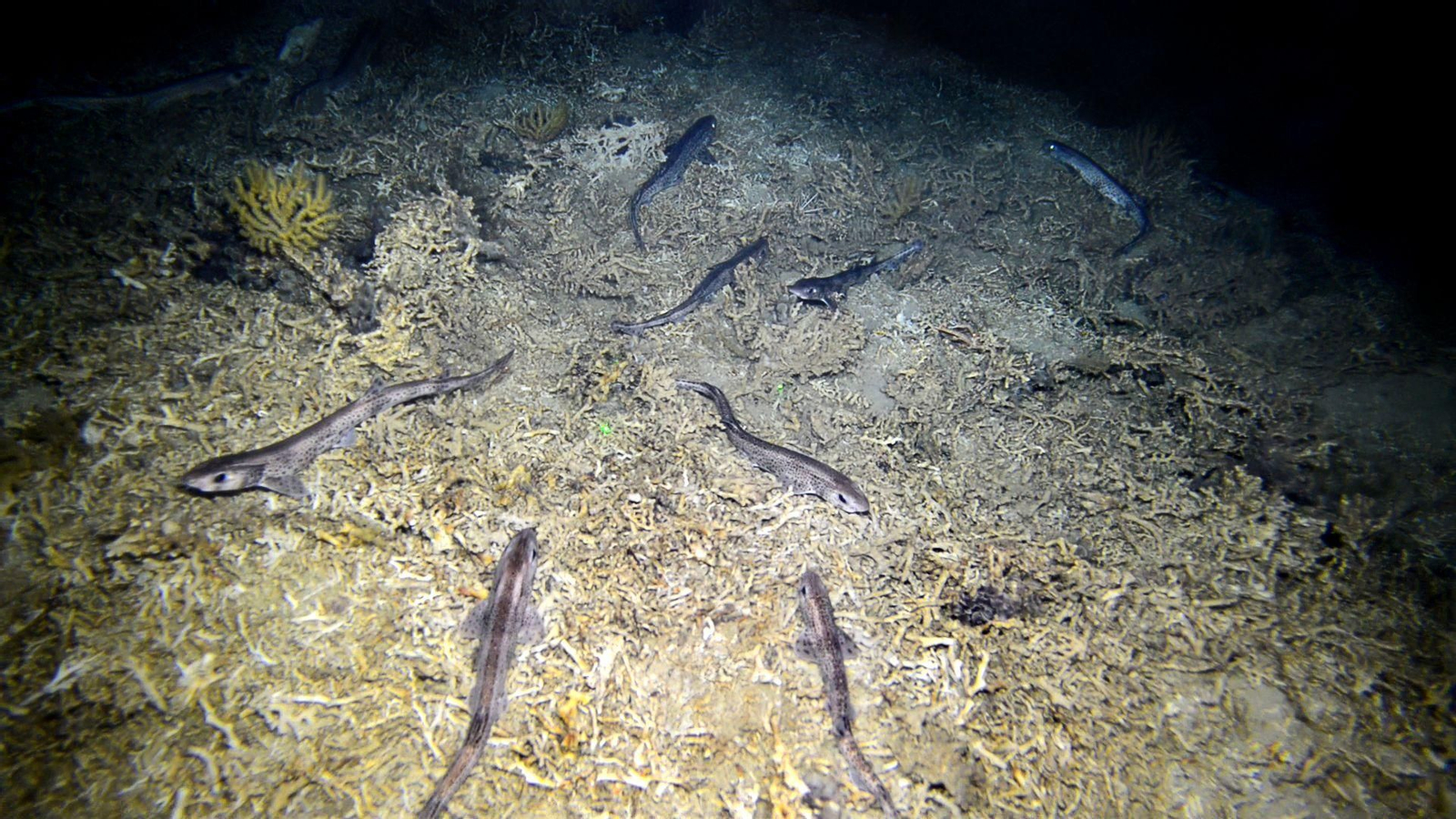 Varias pintarrojas en el fondo marino de Alborán.