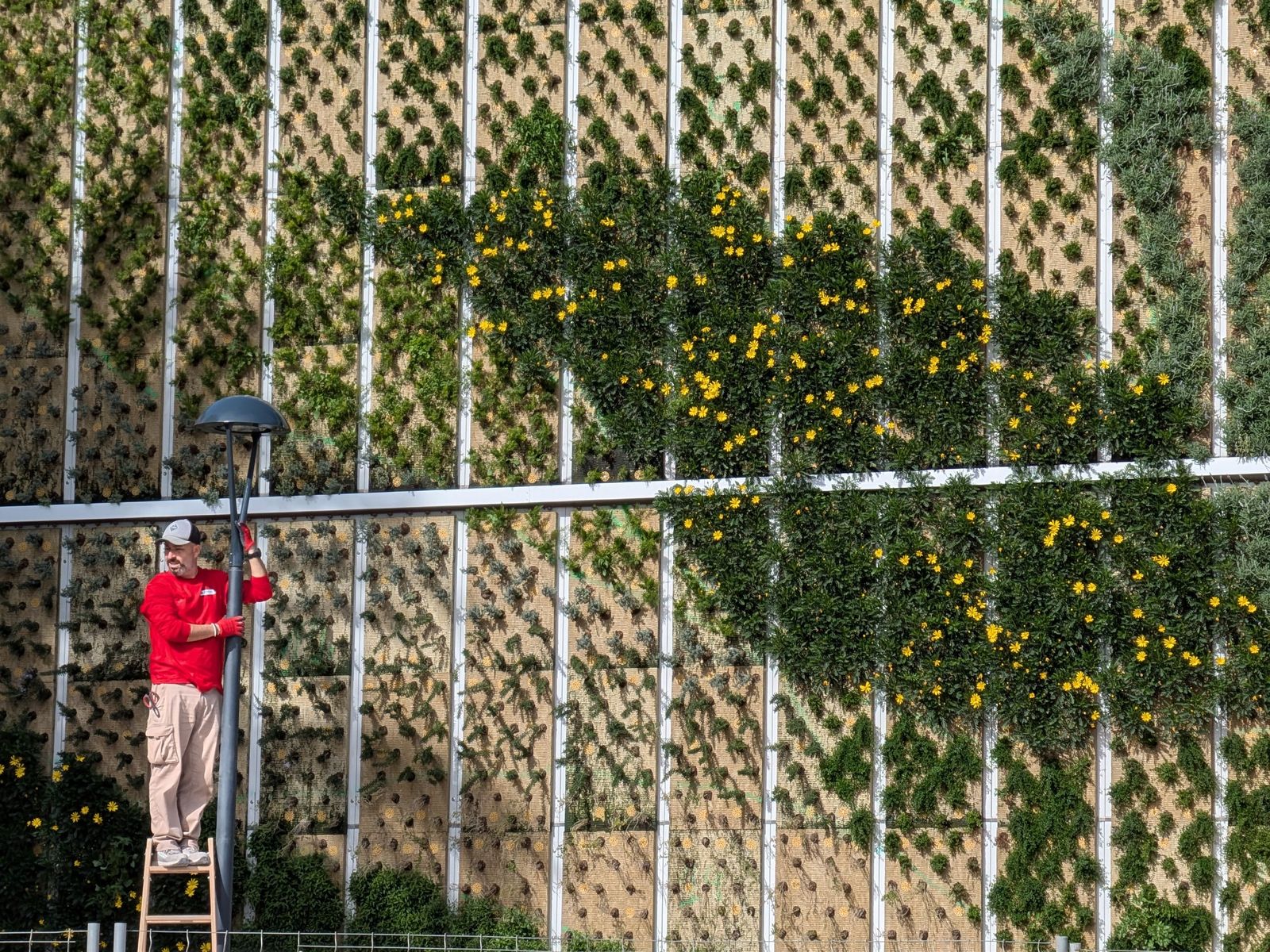 El jardín vertical del antiguo Preventorio florece en enero en pleno centro de Almería.