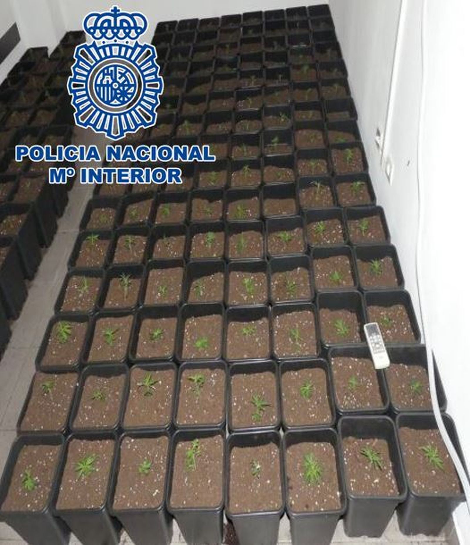 Parte de una de las plantaciones de marihuana hallada en la Operación Jaula de Granada.