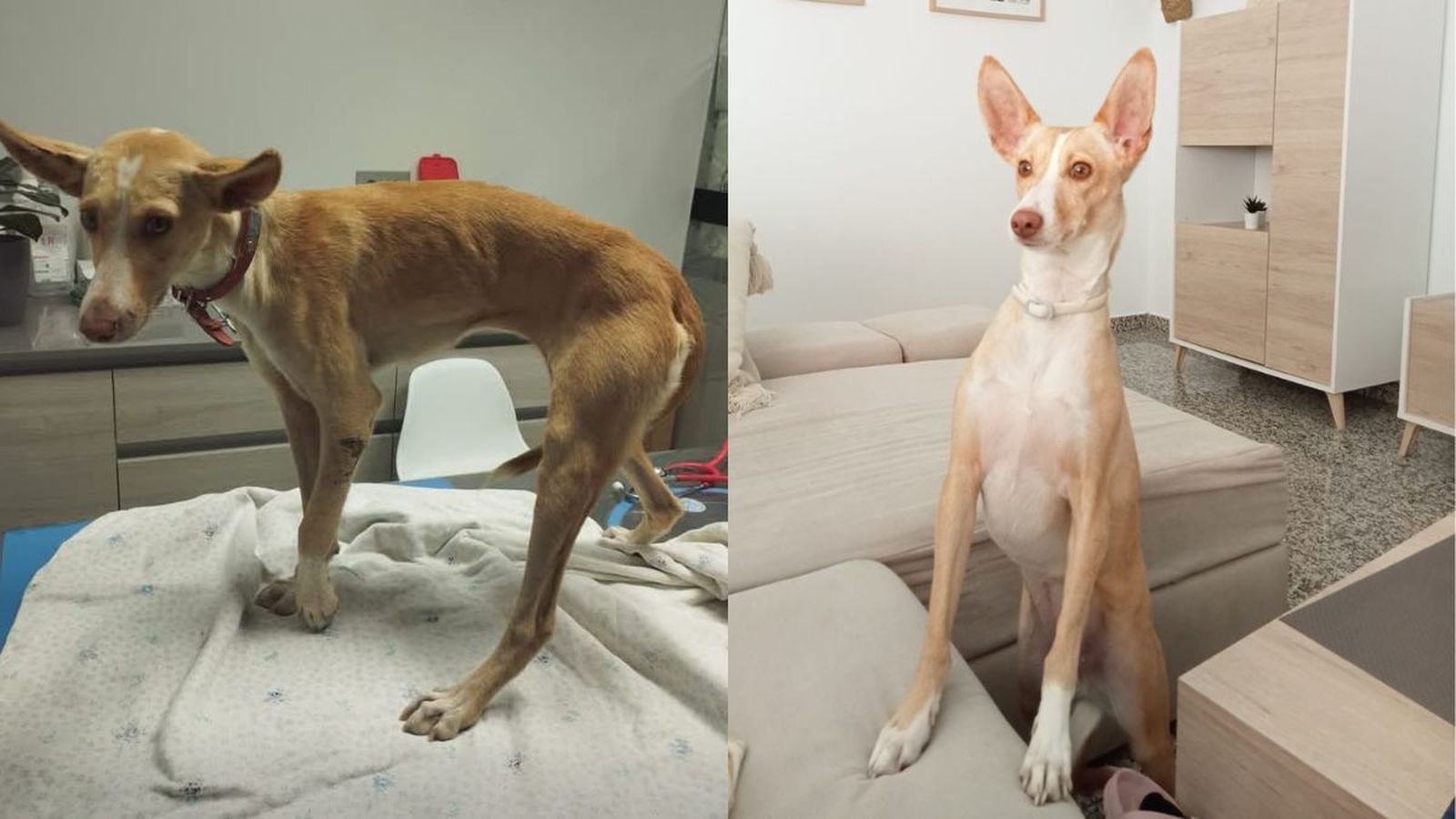 Antes y después de Tina, perra rescatada y adoptada.