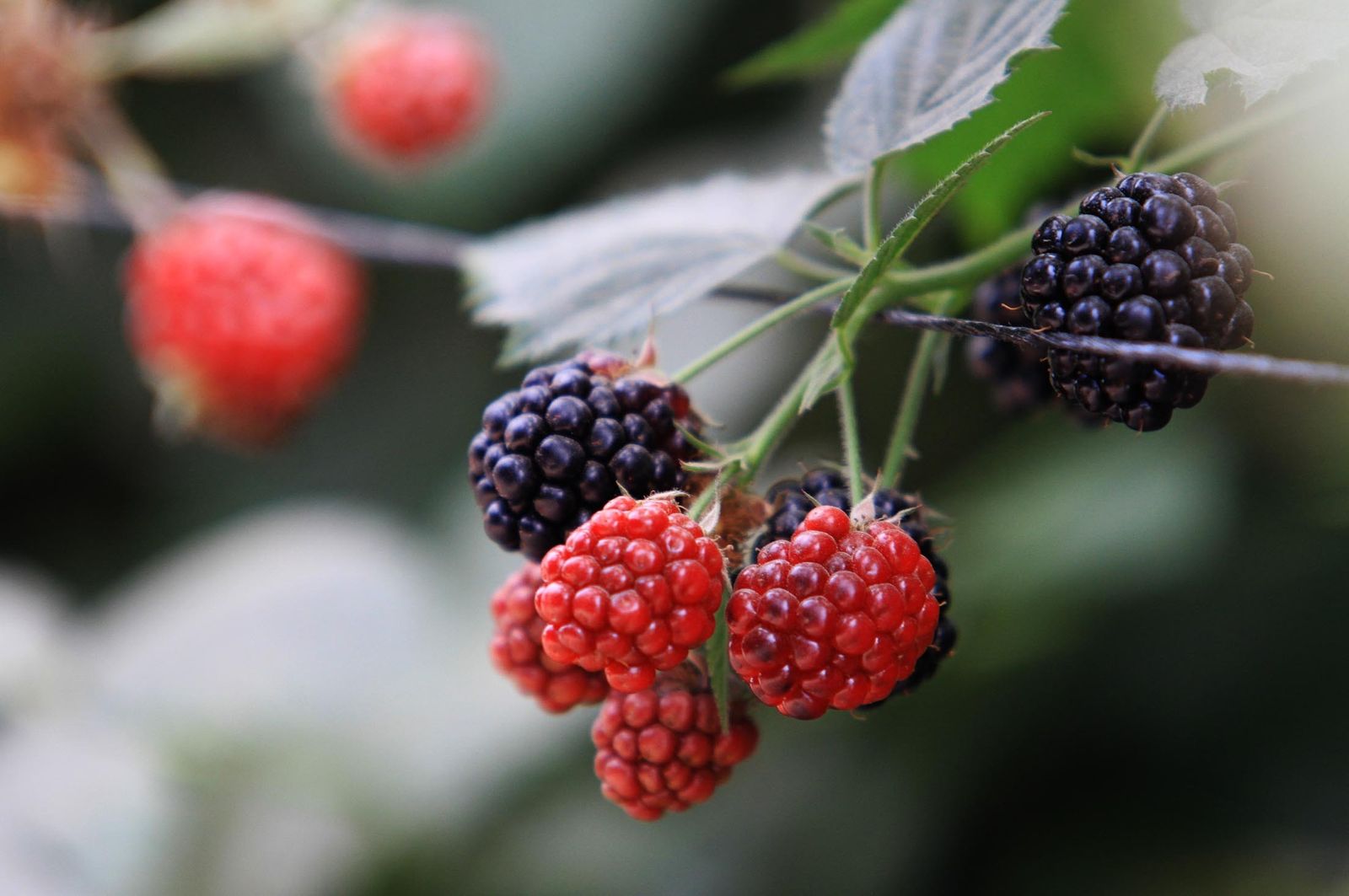 Imagen de archivo de frutos rojos en la provincia onubense.