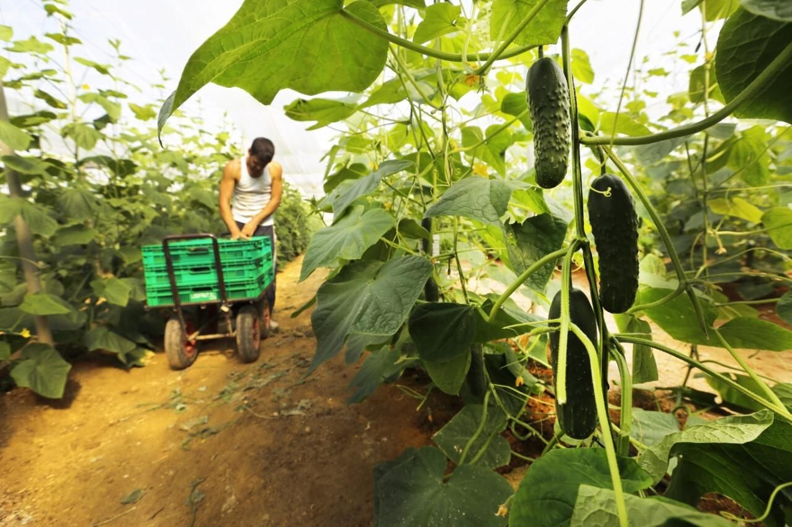 Pepino de Almería que adquiere Mercadona