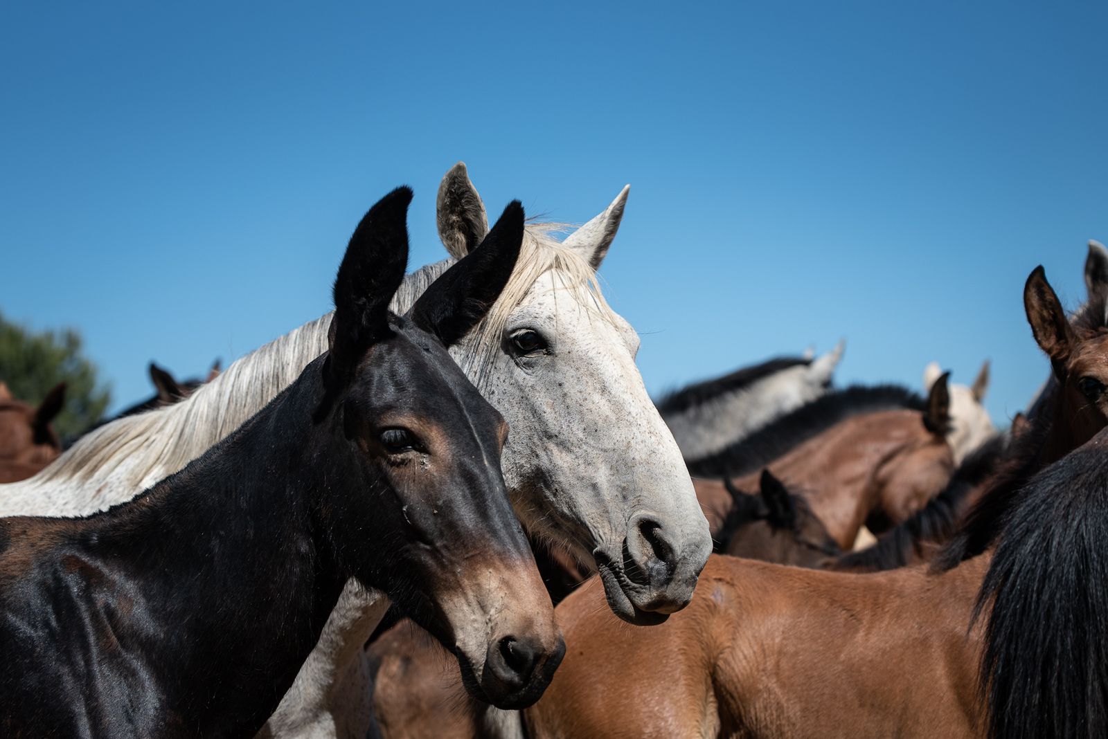 Imágenes de la Saca de las Yeguas a su paso por El Rocío