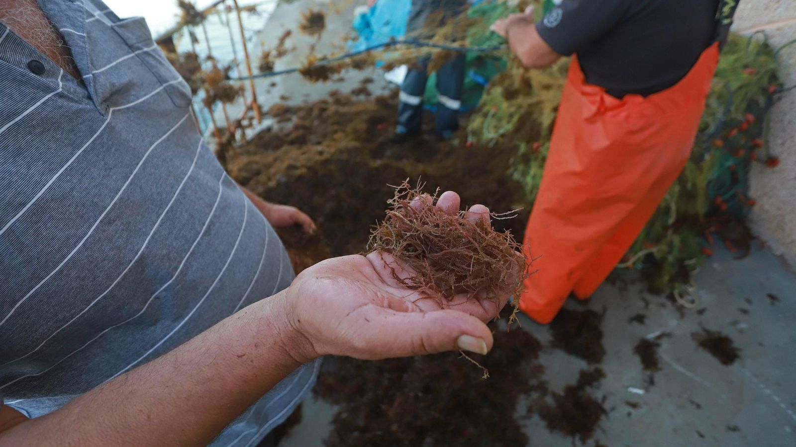 La tripulación del pesquero 'El Melena' limpia las redes de Rugulopterix Okamurae.