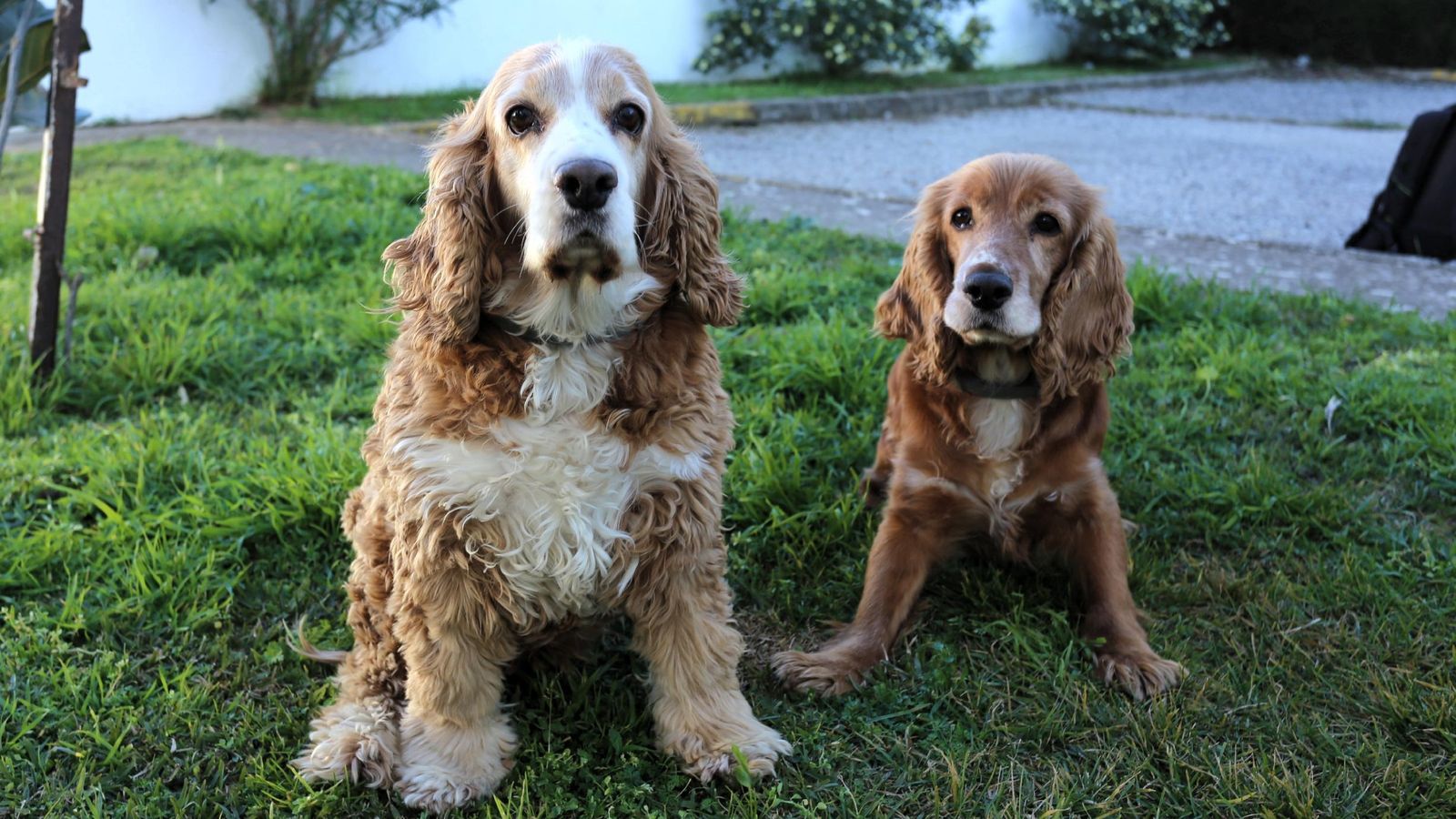 El número de perros ha aumentado con respecto al año pasado.