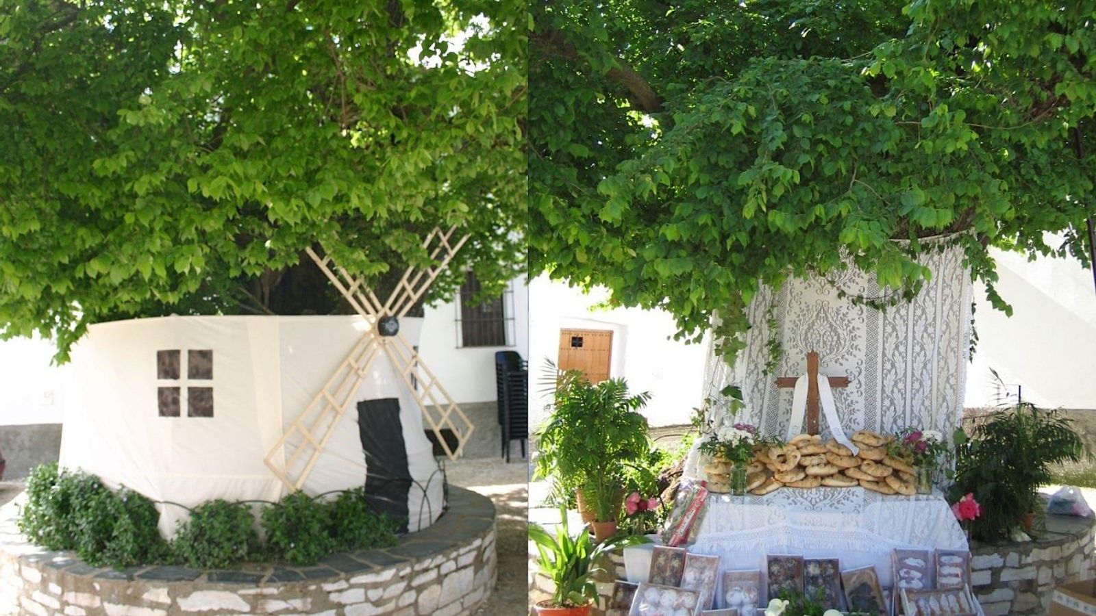 El Olmo Viejo, un emblema de Cortelazor