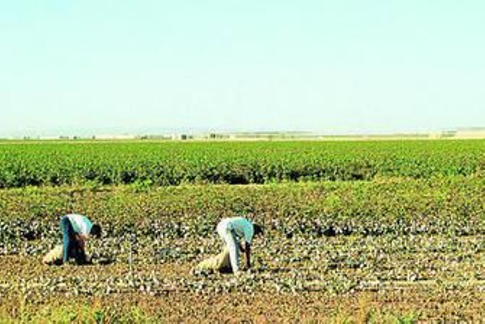 Unos jornaleros trabajan en el campo en la recogida de algodón.