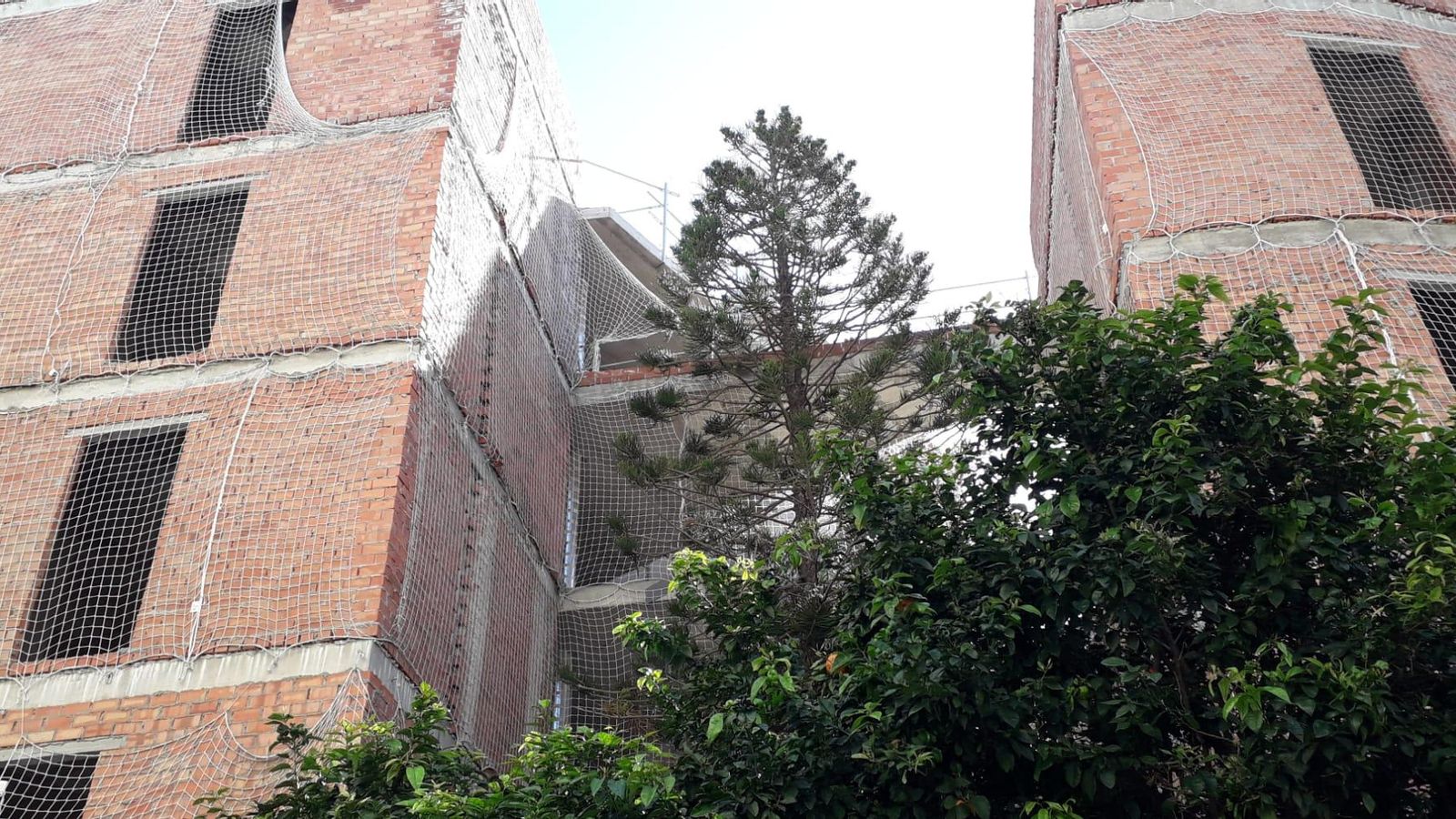 La araucaria aprisionada por la construcción de una residencia de estudiantes en Simón Bolívar.
